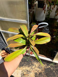 Nepenthes (ventricosa x sibuyanensis) x hamiguitanensis EP two growth point