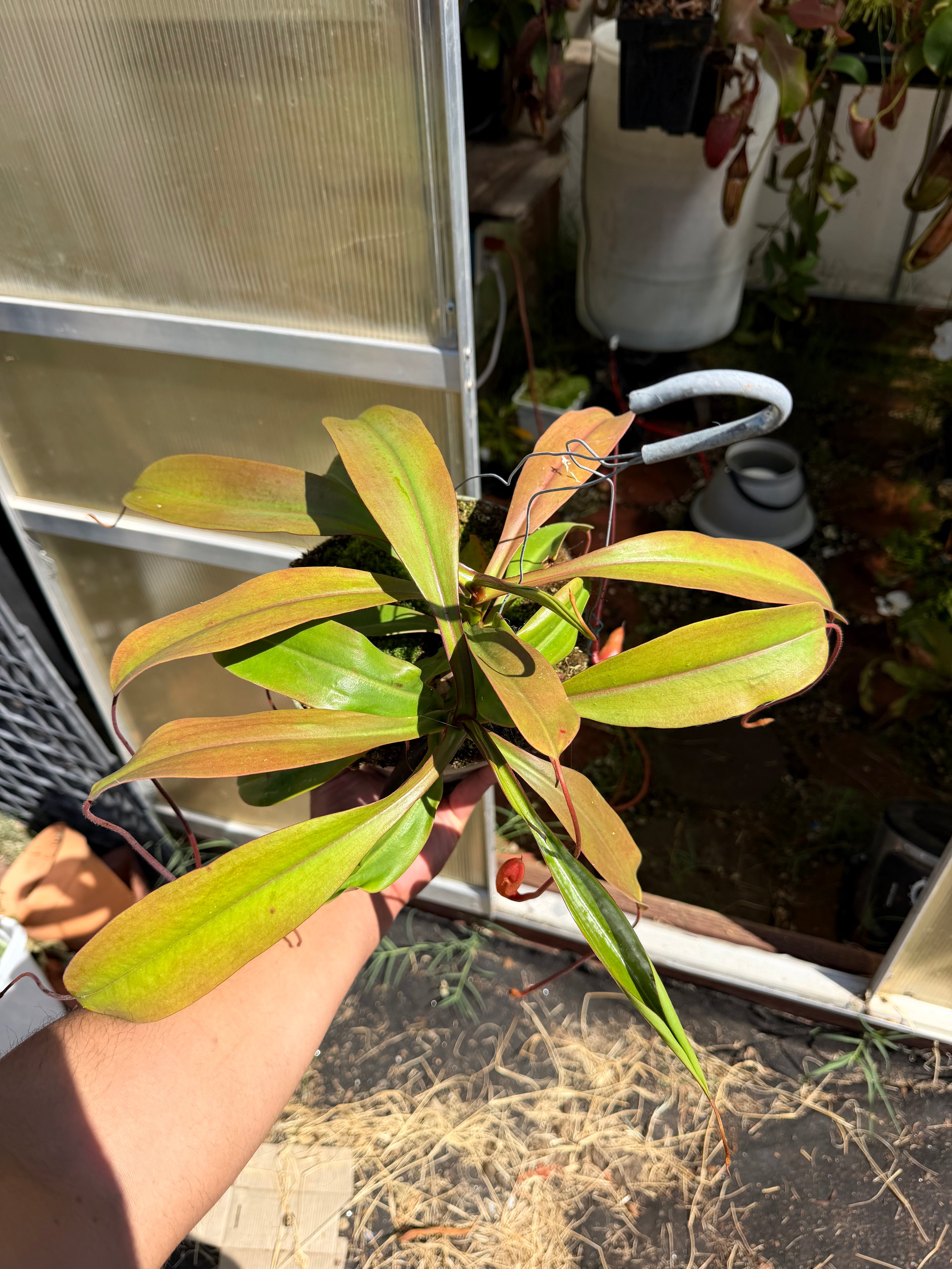 Nepenthes (ventricosa x sibuyanensis) x hamiguitanensis EP two growth point