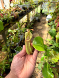 Nepenthes veitchii (m) - Bario (giant x squat pink) EP *Rooted Basal* PDF Carnivores