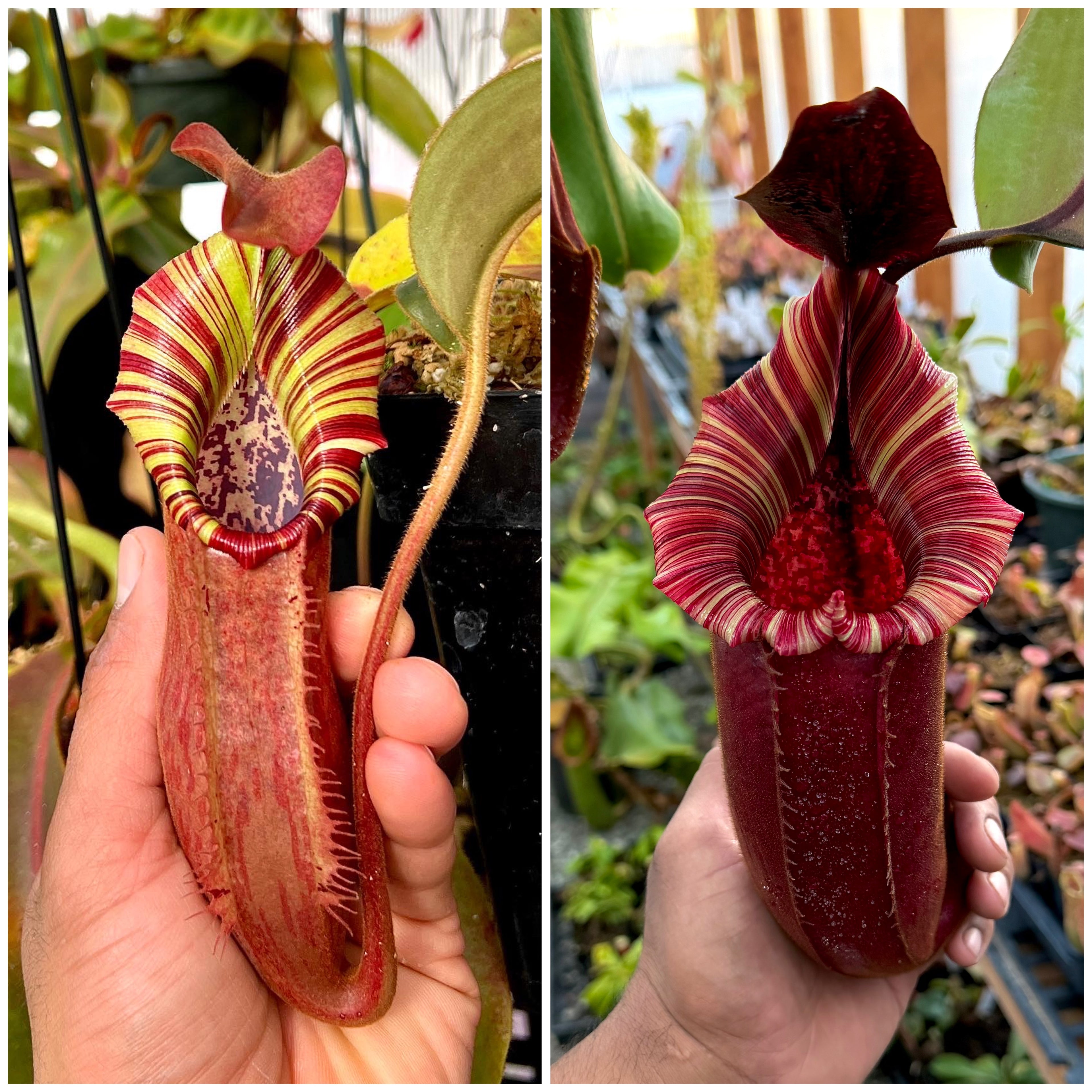 Nepenthes (veitchii x burbidgeae) x {[(lowii x veitchii) x boschiana] x [(veitchii x maxima) x veitchii]} x (lvb x veitchii candy dreams) *Pack Of 30 Seeds*