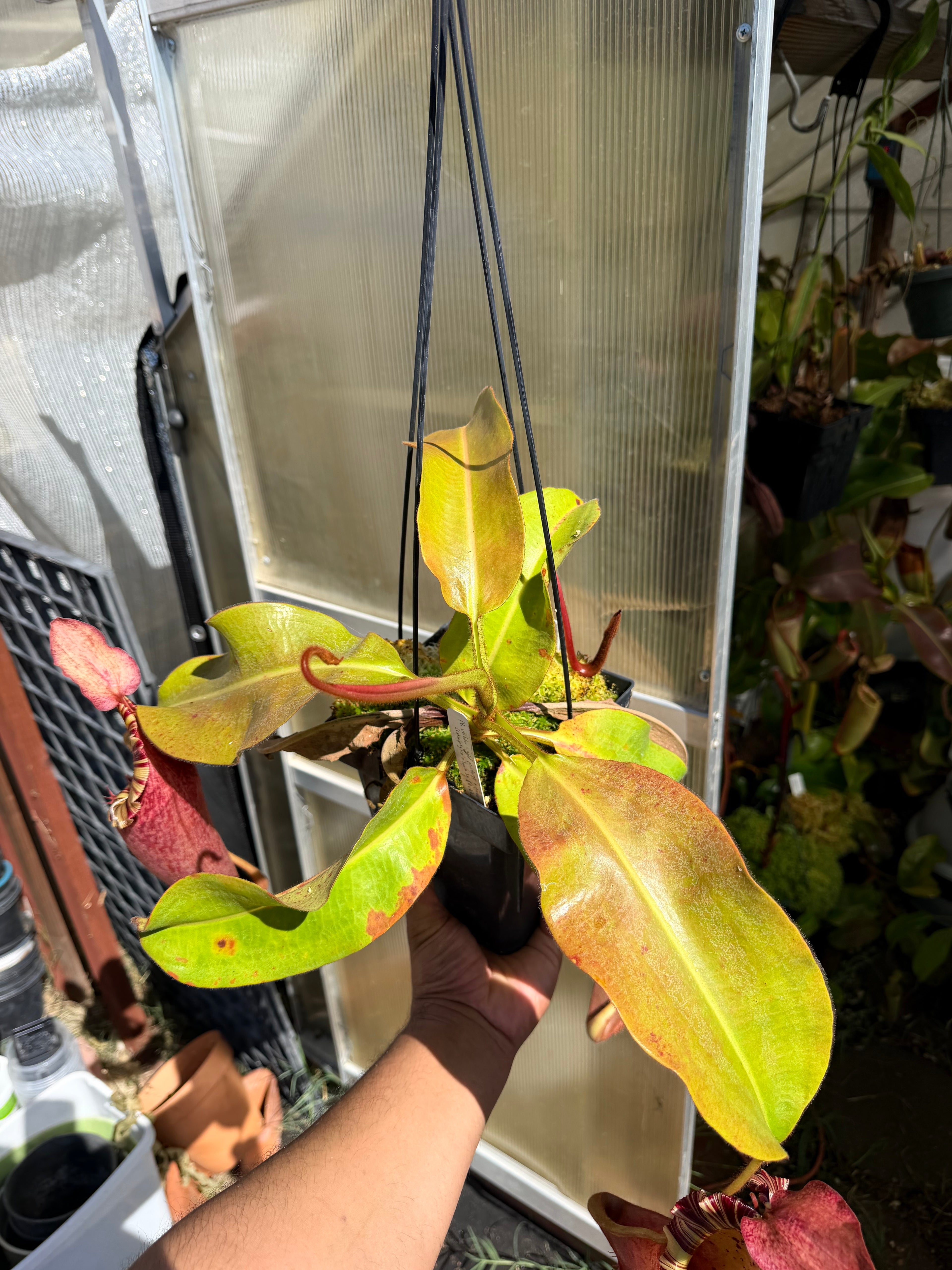 Nepenthes {Veitchii-Highland, Gold peristome x [( Maxima x (Stenophylla × Lowii)] × [(Rokko × Veitchii)]} EP
