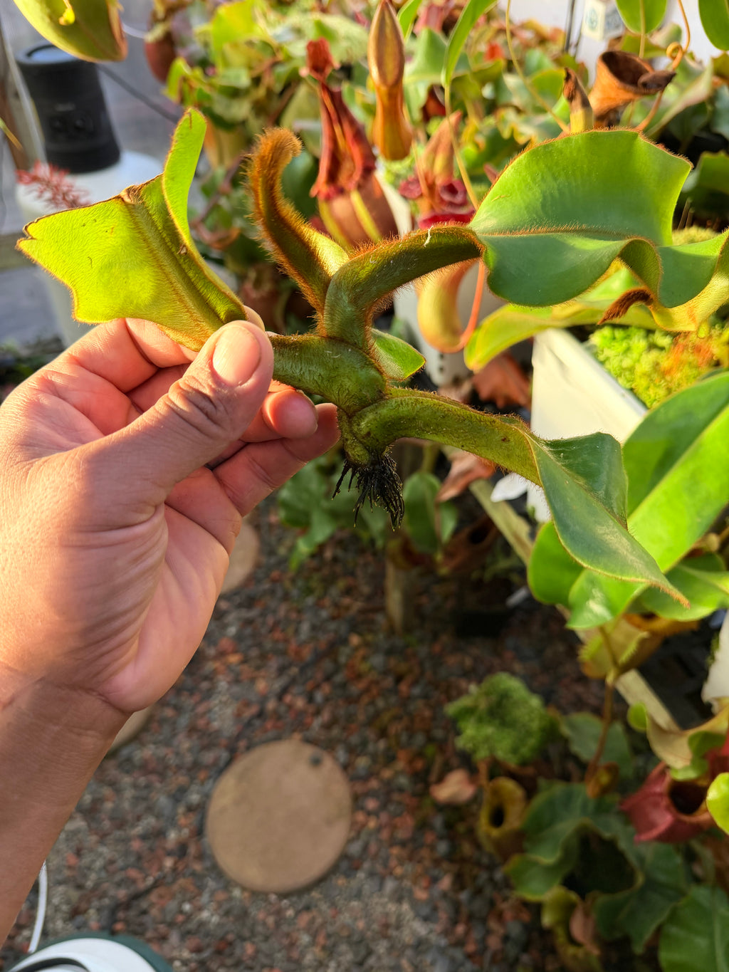 Nepenthes veitchii candy x candy