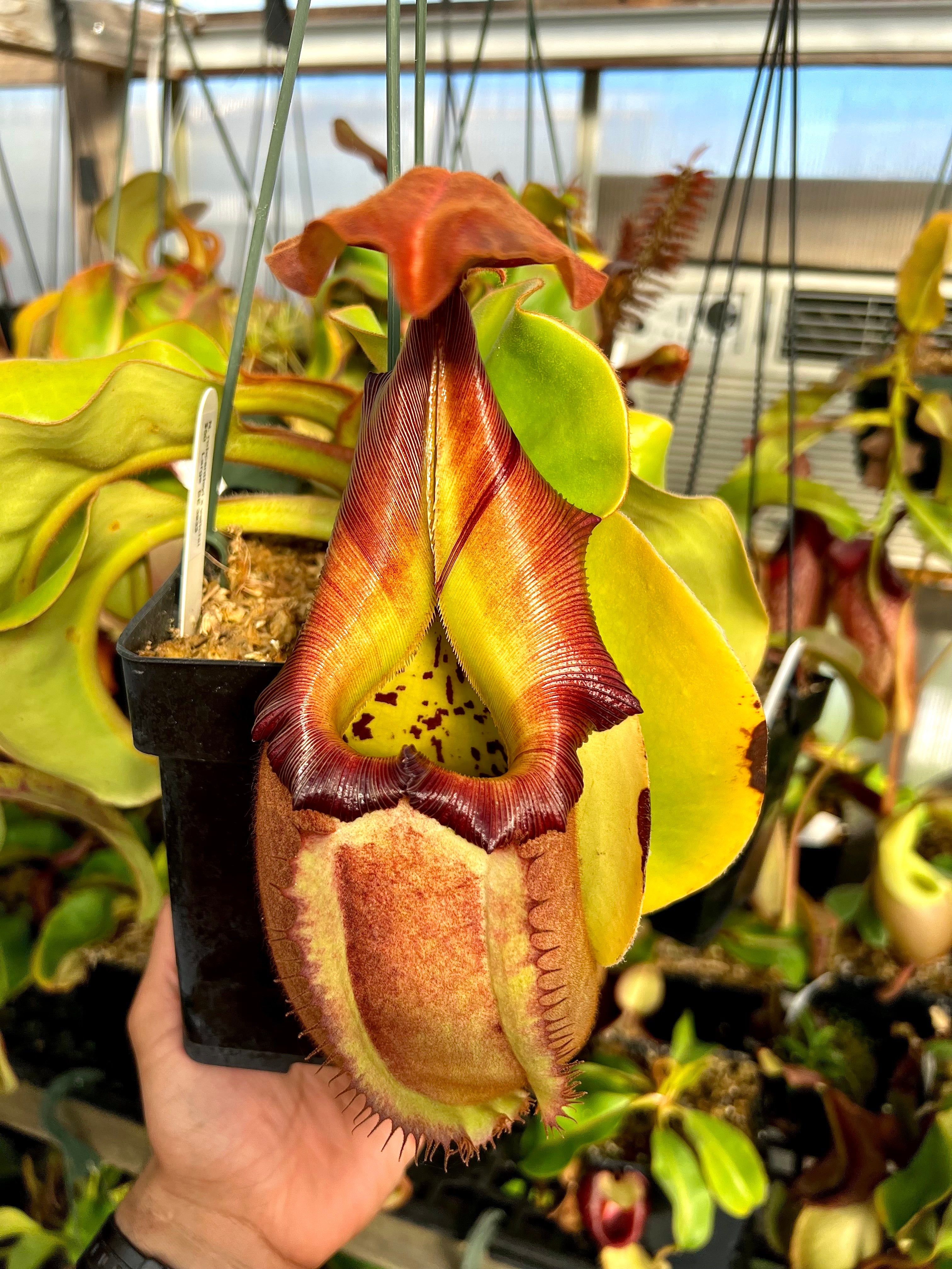 Nepenthes robcantleyi x veitchii *Fresh pollen*