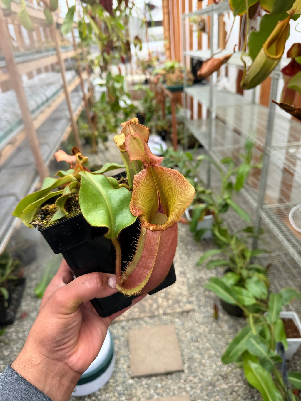Nepenthes veitchii bareo female (rooted basal) PDF Carnivores