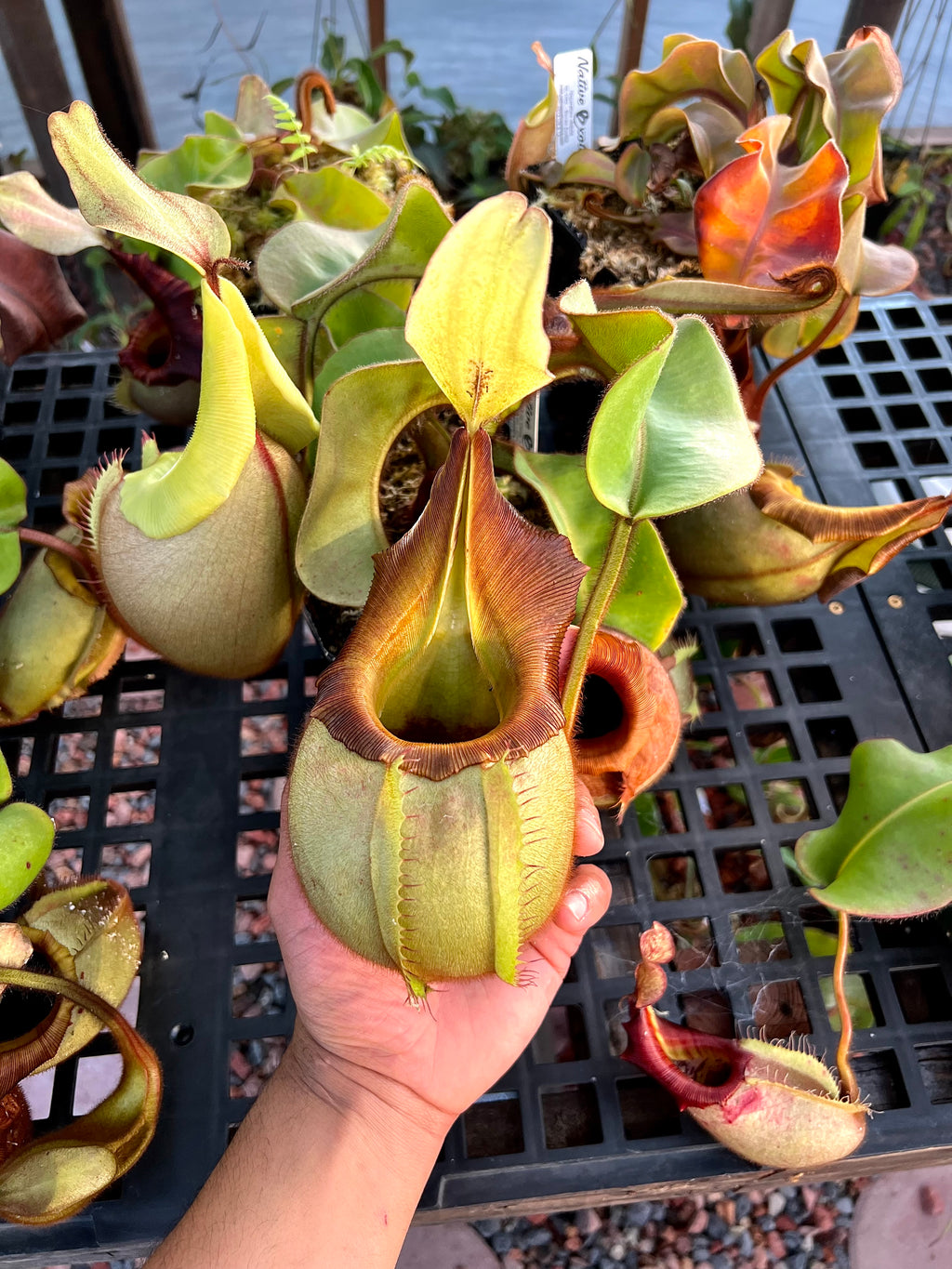 Nepenthes veitchii candy x candy