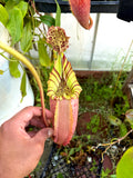 Nepenthes veitchii (k) x (veitchii H/L x burb) MF *Rooted Basal*