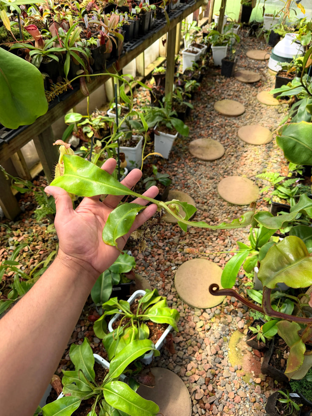 Nepenthes veitchii (m) - Bario (giant x squat pink) EP *Rooted Basal* PDF Carnivores