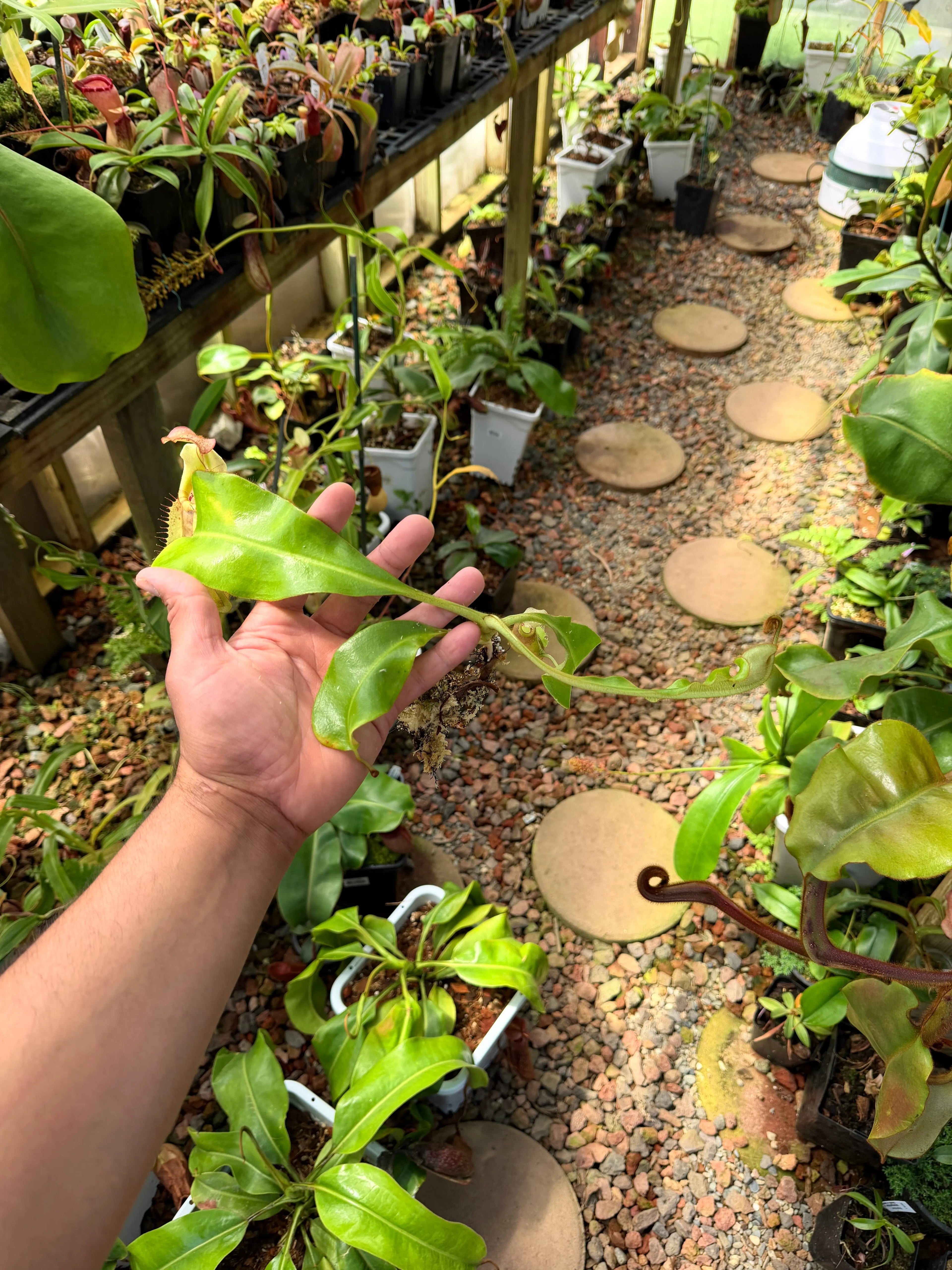 Nepenthes veitchii (m) - Bario (giant x squat pink) EP *Rooted Basal* PDF Carnivores
