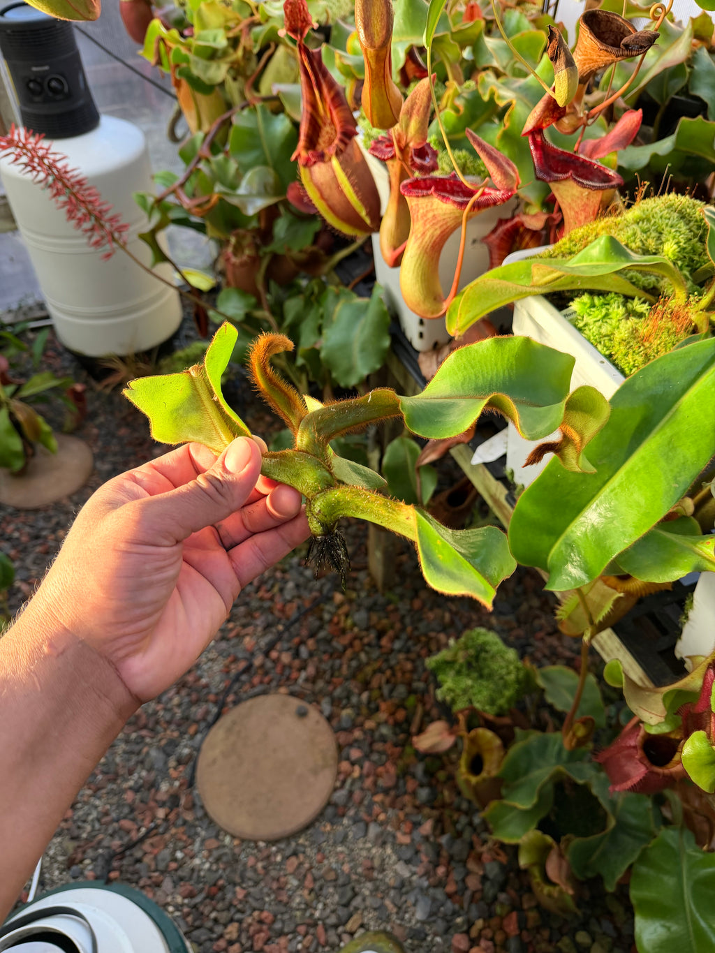 Nepenthes veitchii candy x candy