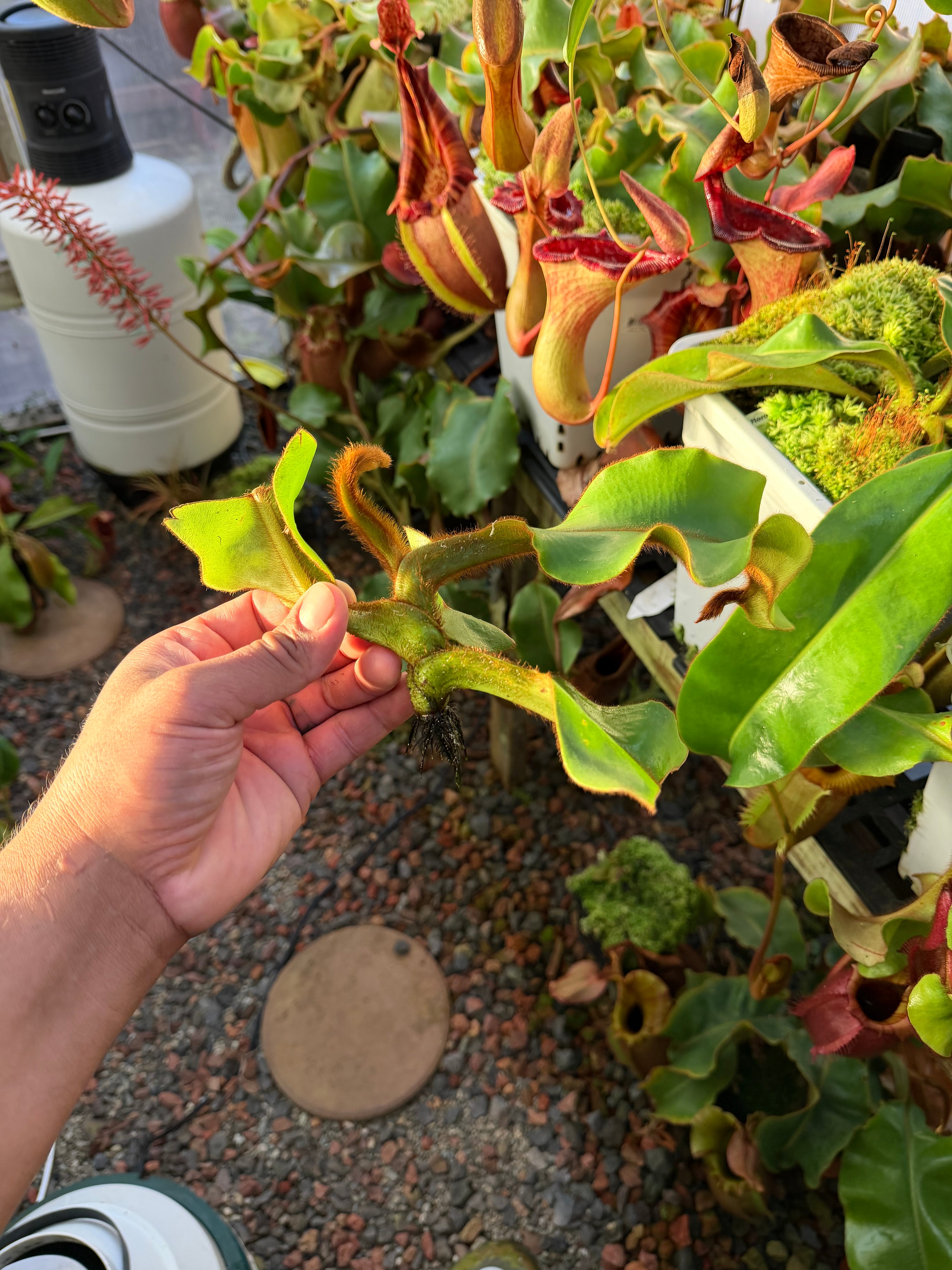 Nepenthes veitchii candy x candy