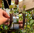 Nepenthes spectabilis horticultural cross *Pack Of 30 Seeds*