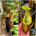 N. lavicola x macrophylla *Pack Of 15 Seeds*