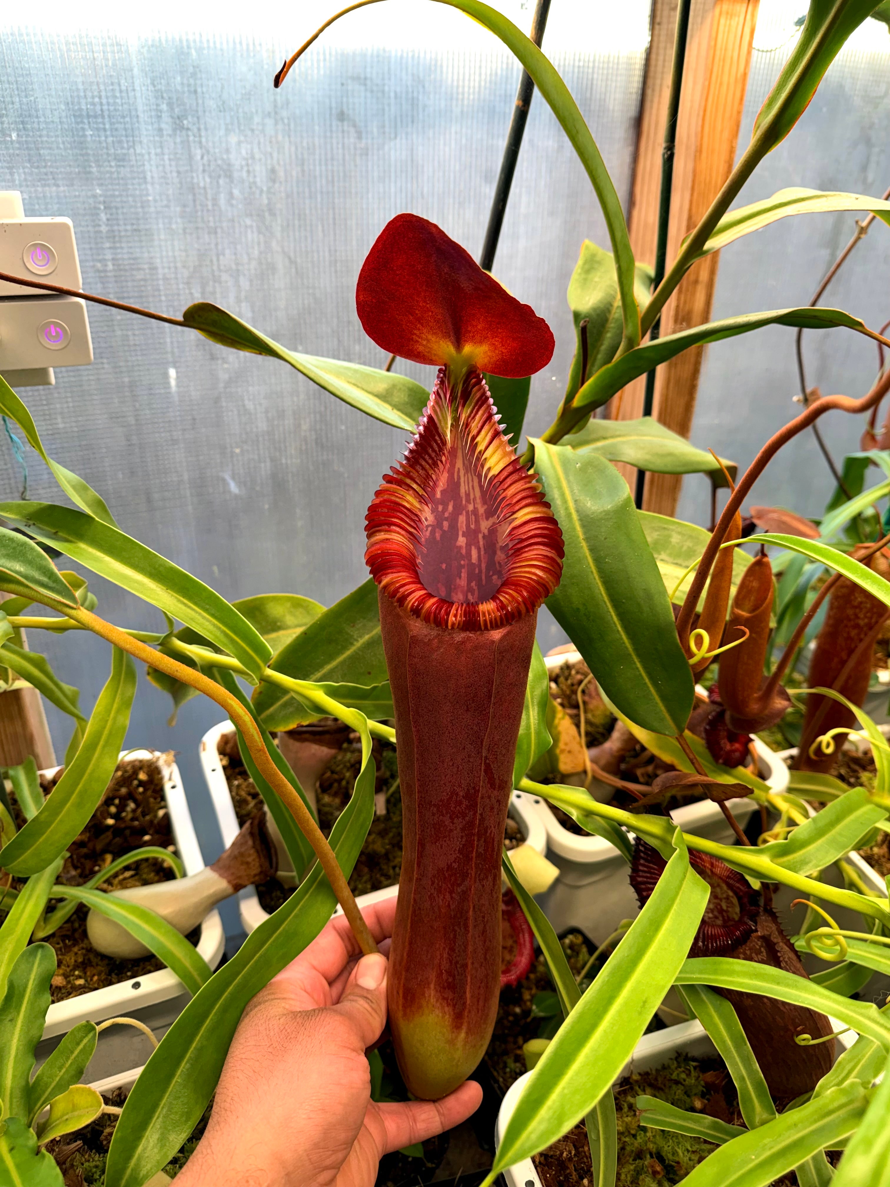 Nepenthes xtm x ed *Fresh pollen*