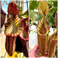 Nepenthes (gland x veitchii) x (spect x veitchii) x (thorelii x northiana) x veitchii *Pack Of 30 Seeds*