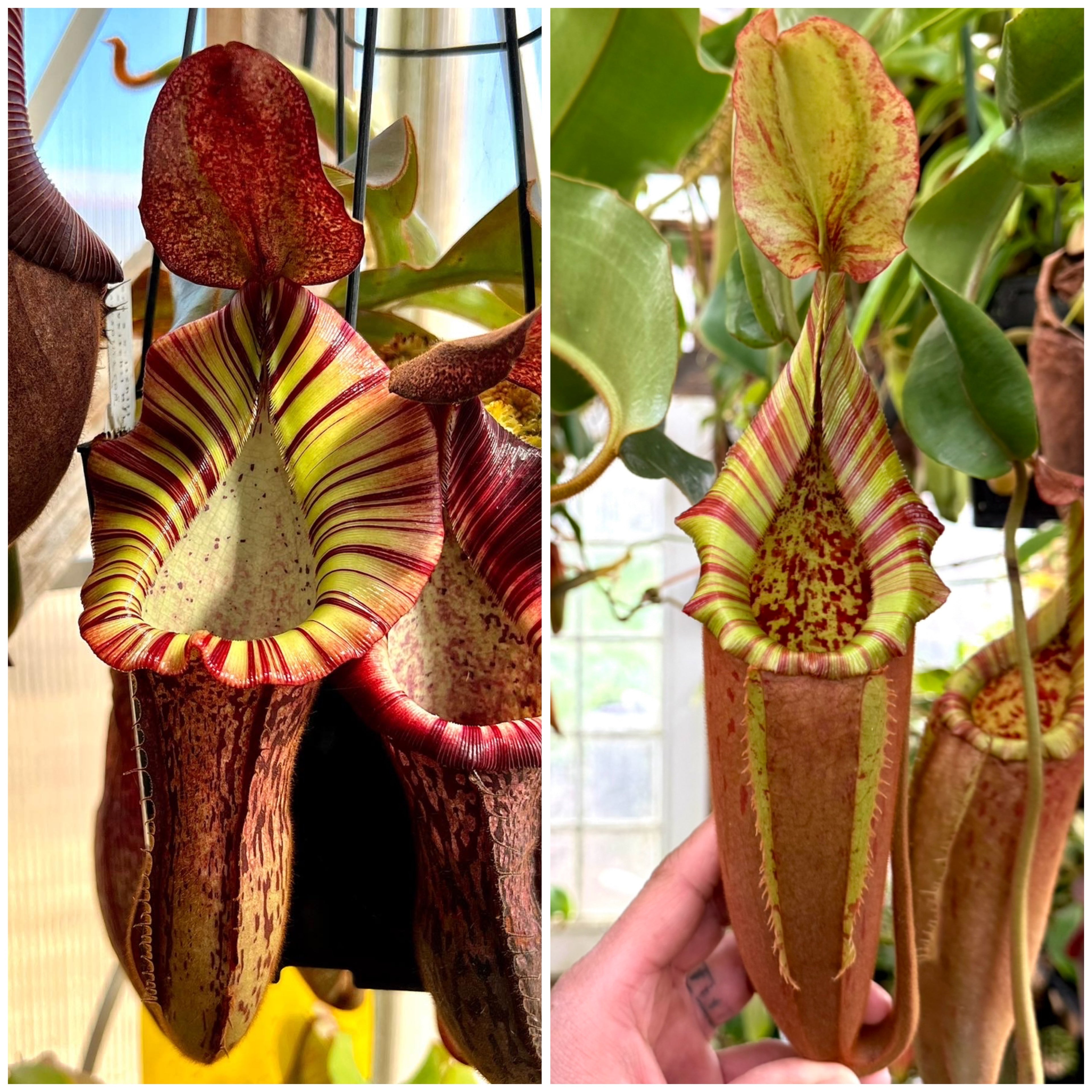 Nepenthes (gland x veitchii) x (spect x veitchii) x (thorelii x northiana) x veitchii *Pack Of 30 Seeds*