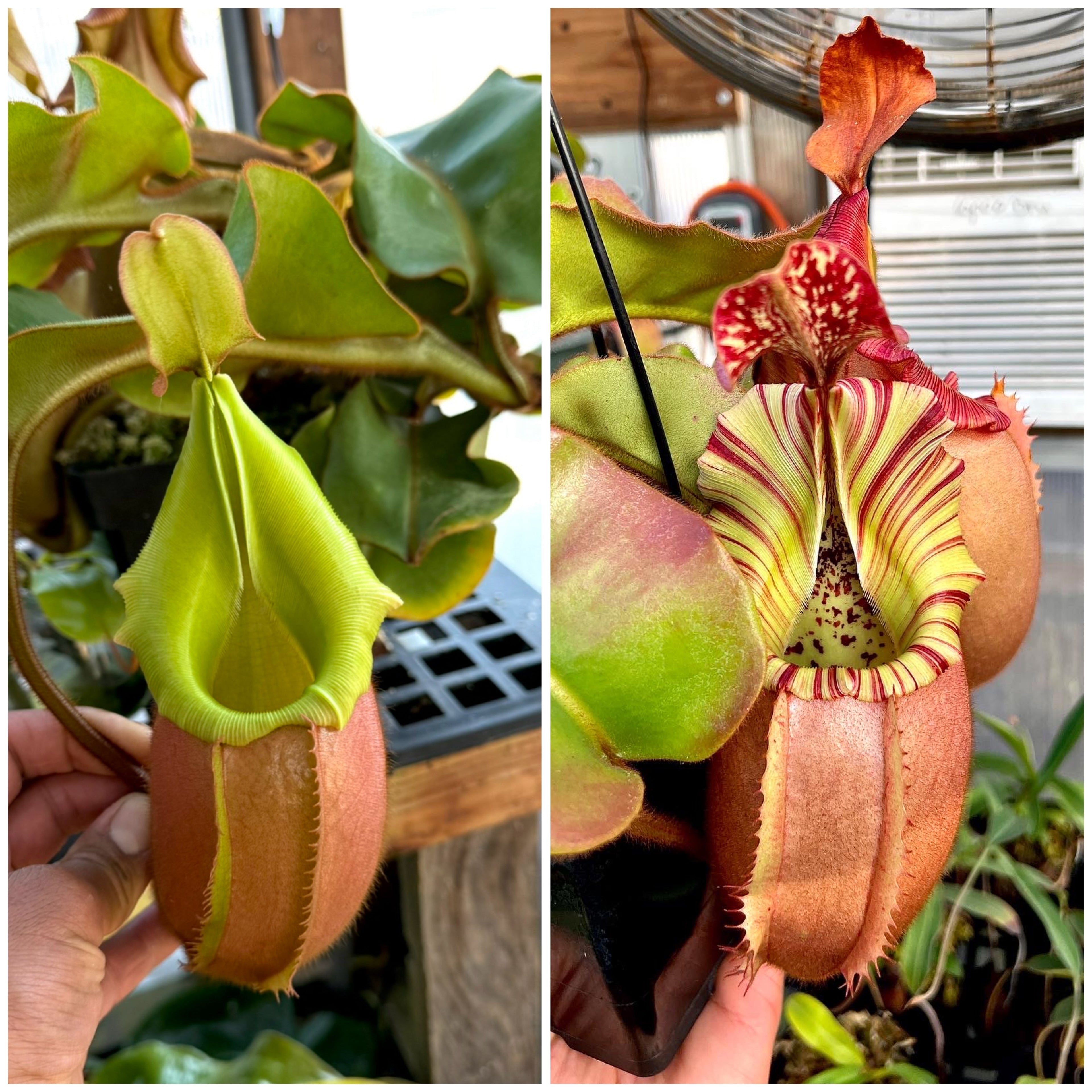 Nepenthes veitchii (BM x PCC) #7 x veitchii (BM x PCC) #6 *Pack Of 30 Seeds*
