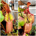 Nepenthes veitchii k ep x veitchii (bm x pcc)#6 *Pack Of 30 Seeds* PDF Carnivores