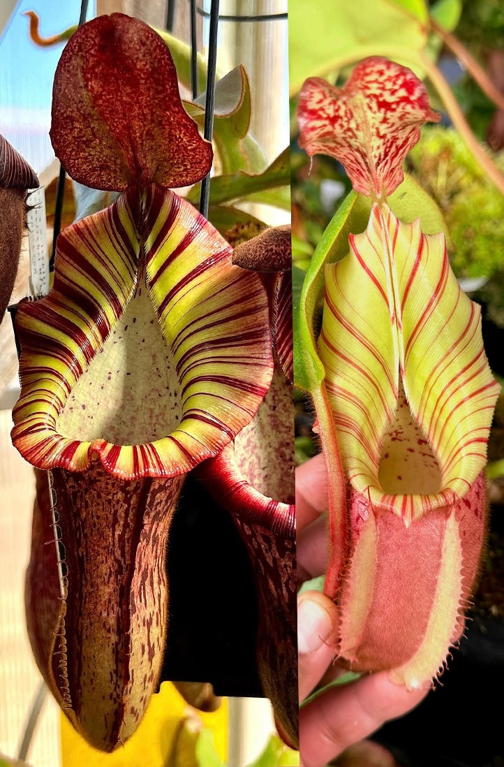 N. (gland x veitchii) X (spec X Veitchi) x veitchiim PDF_C-0014
