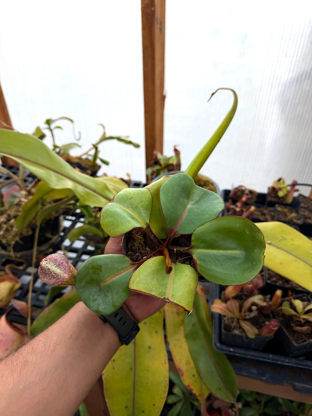 Nepenthes Clipeata (rooted basal)