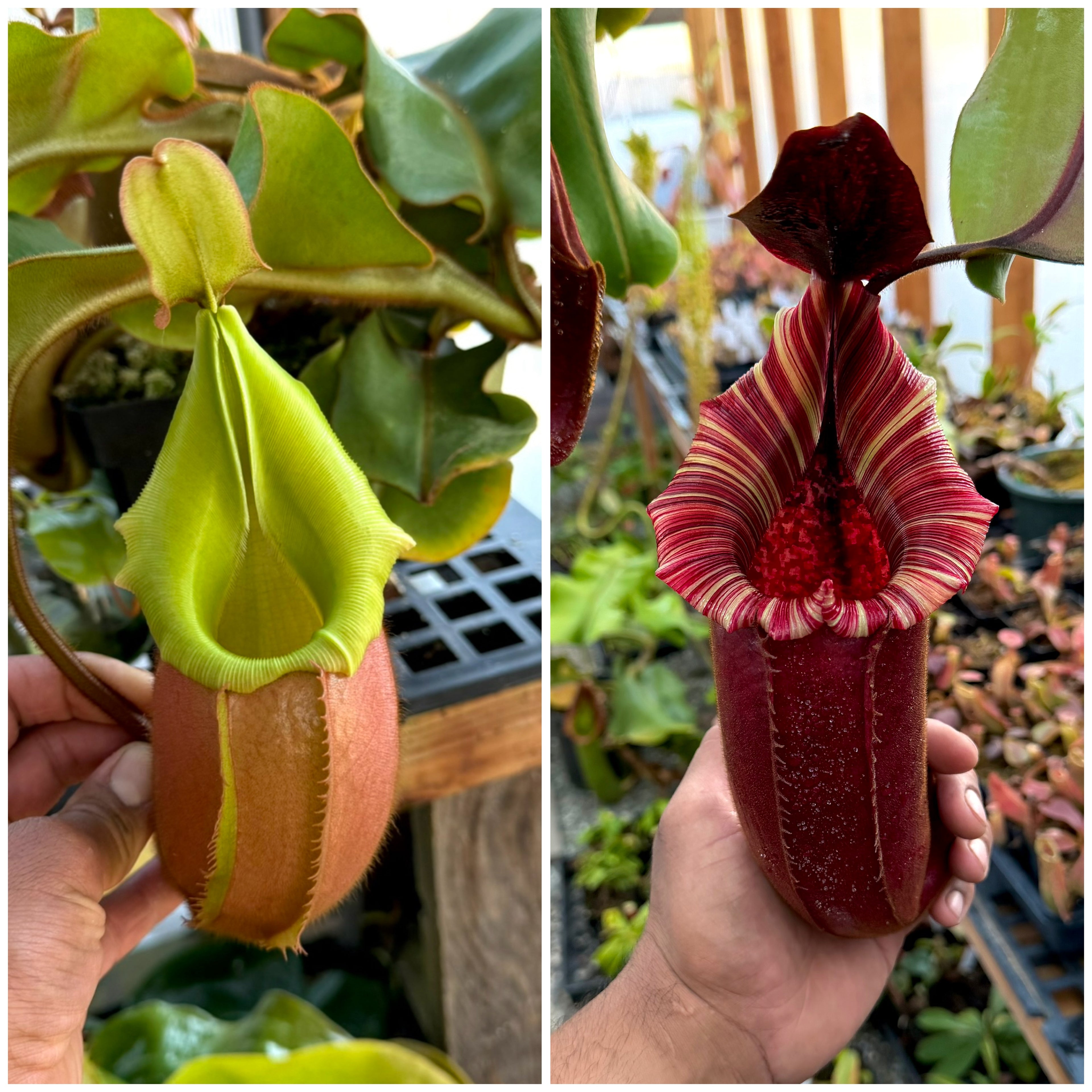 Nepenthes veitchii (BM x PCC) #7 x (lvb x veitchii CD) *Pack Of 30 Seeds*