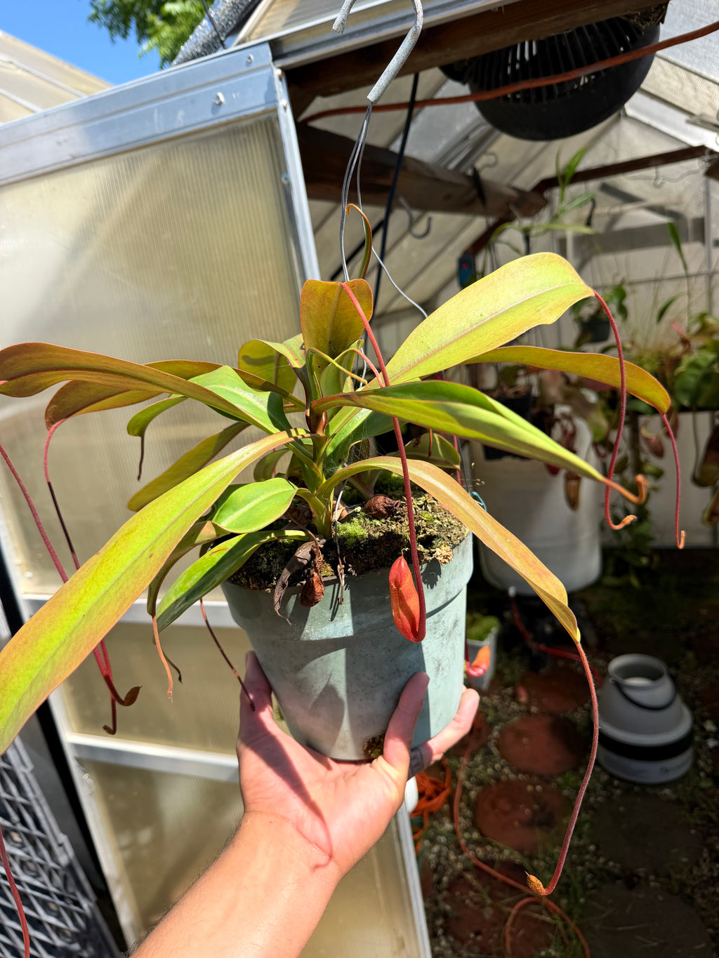 Nepenthes (ventricosa x sibuyanensis) x hamiguitanensis EP two growth point