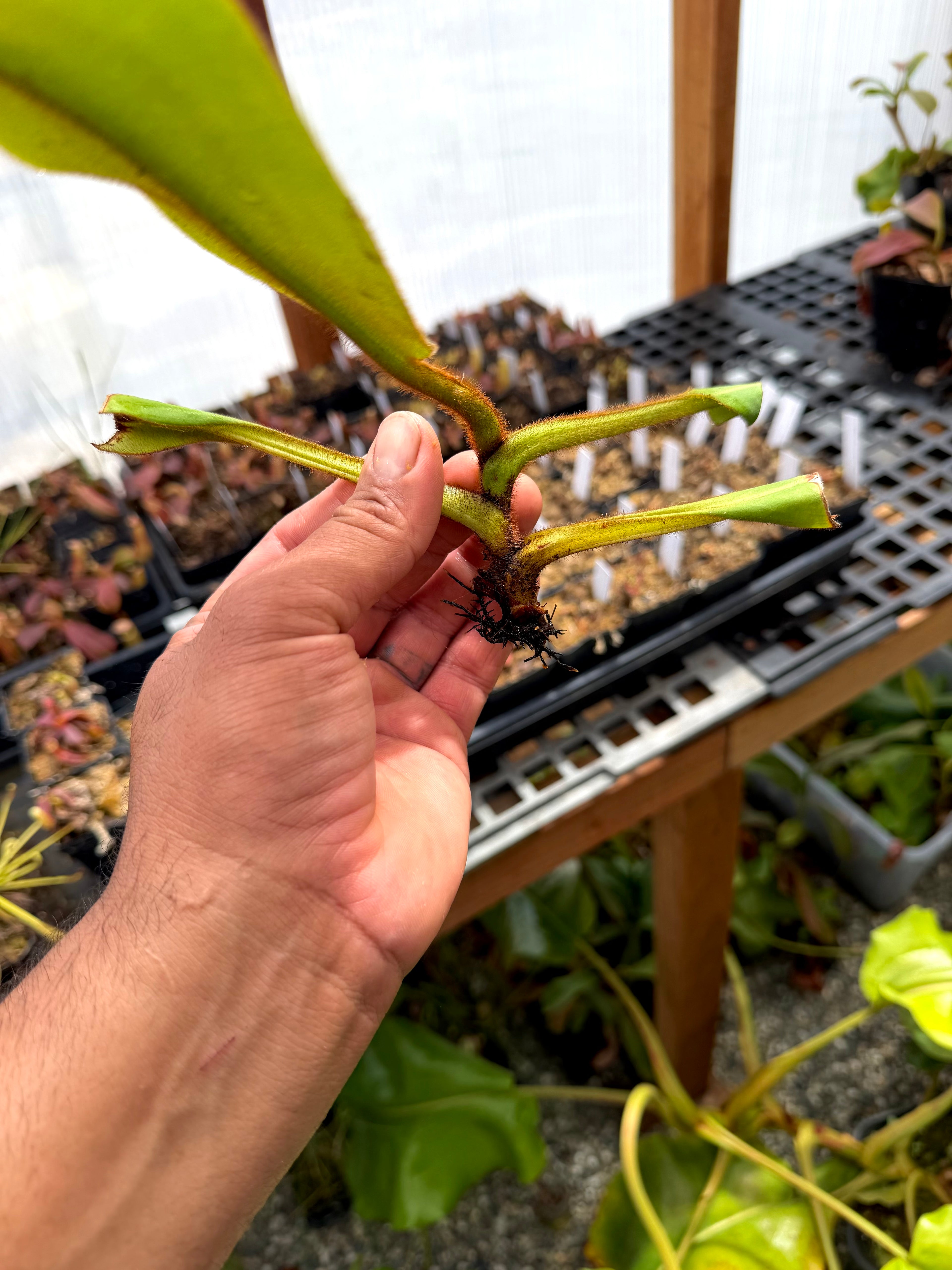 Nepenthes veitchii (k) x (veitchii H/L x burb) MF *Rooted Basal*