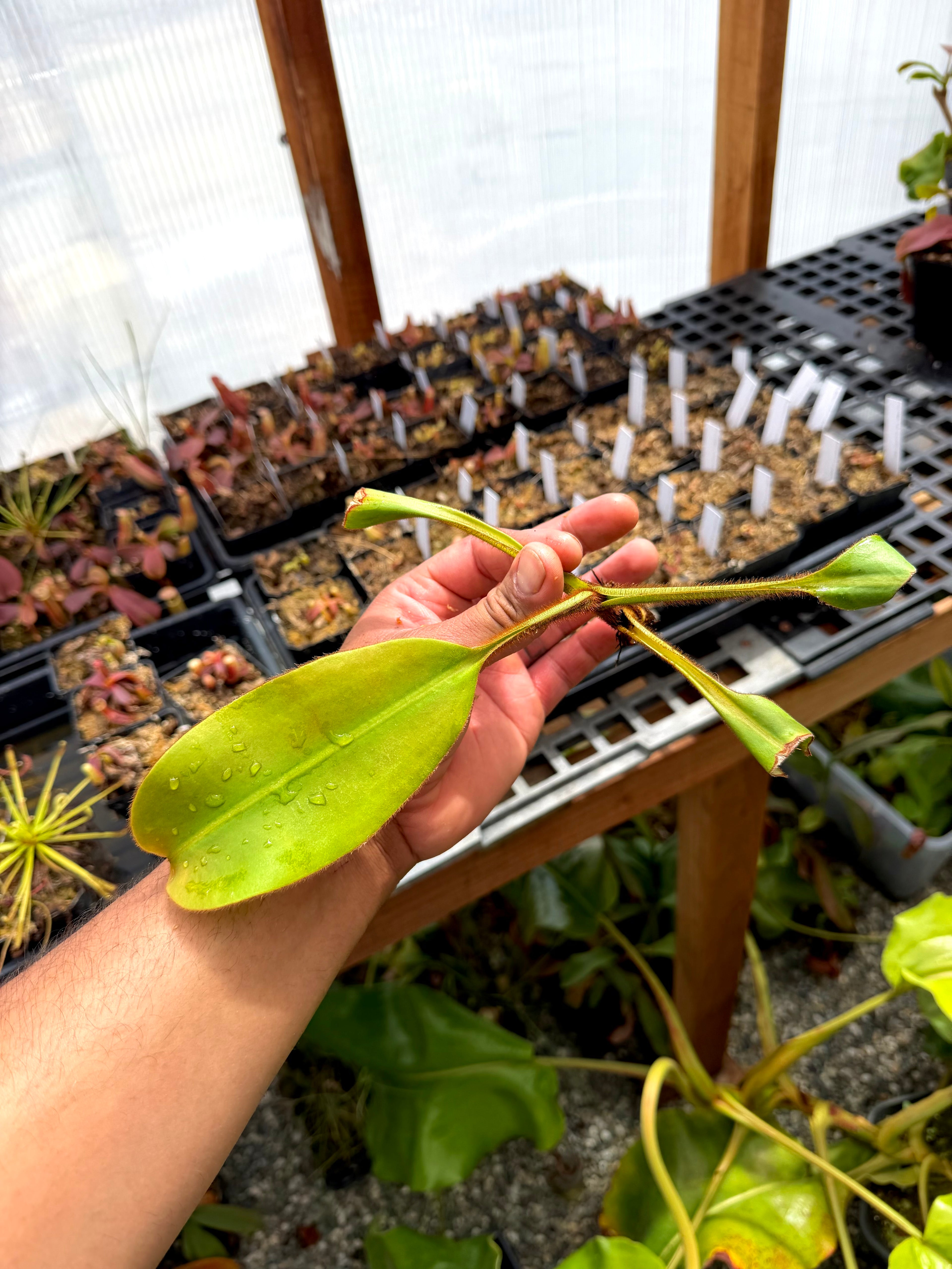 Nepenthes veitchii (k) x (veitchii H/L x burb) MF *Rooted Basal*