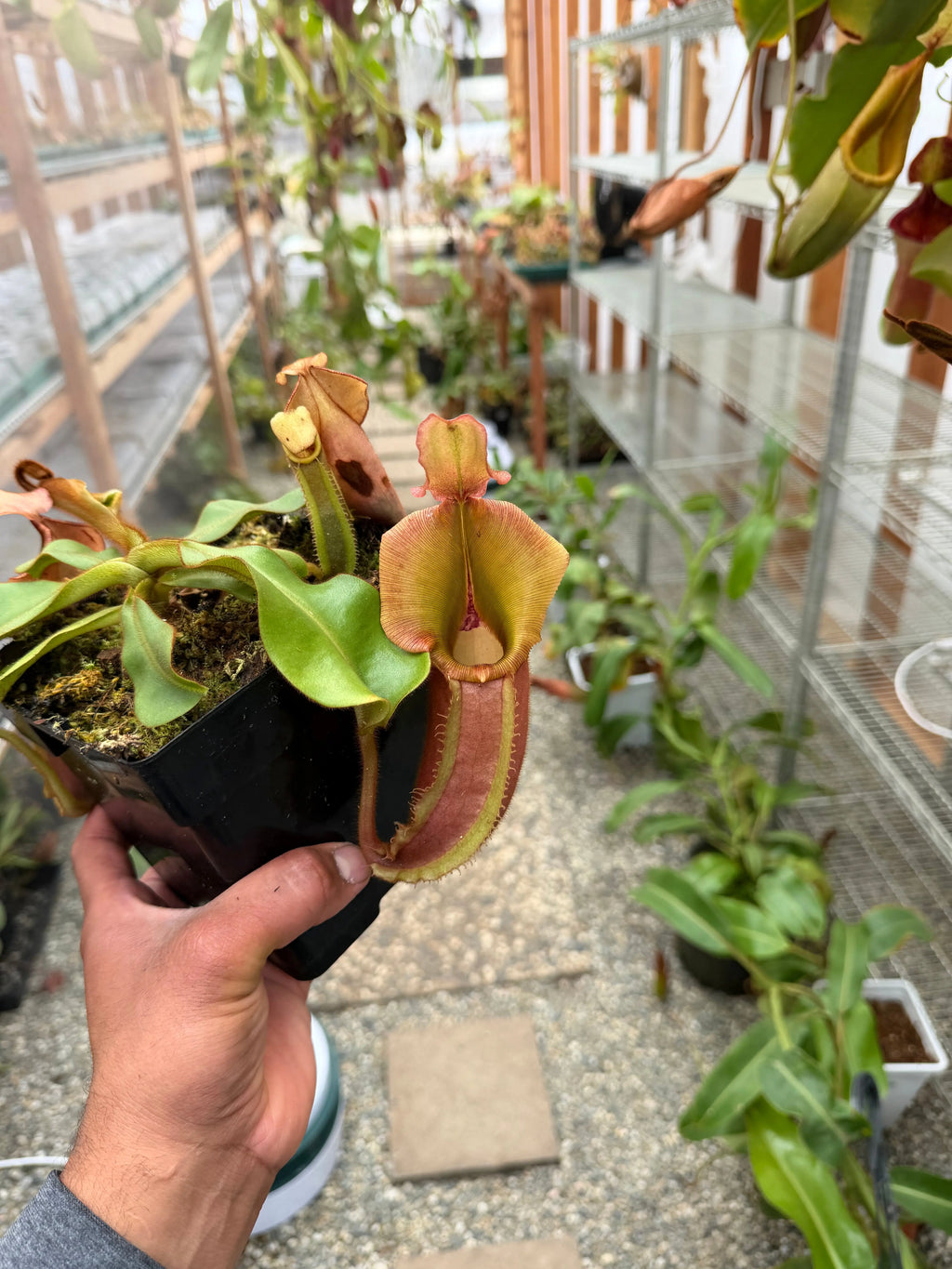 Nepenthes veitchii bareo female (rooted basal) PDF Carnivores