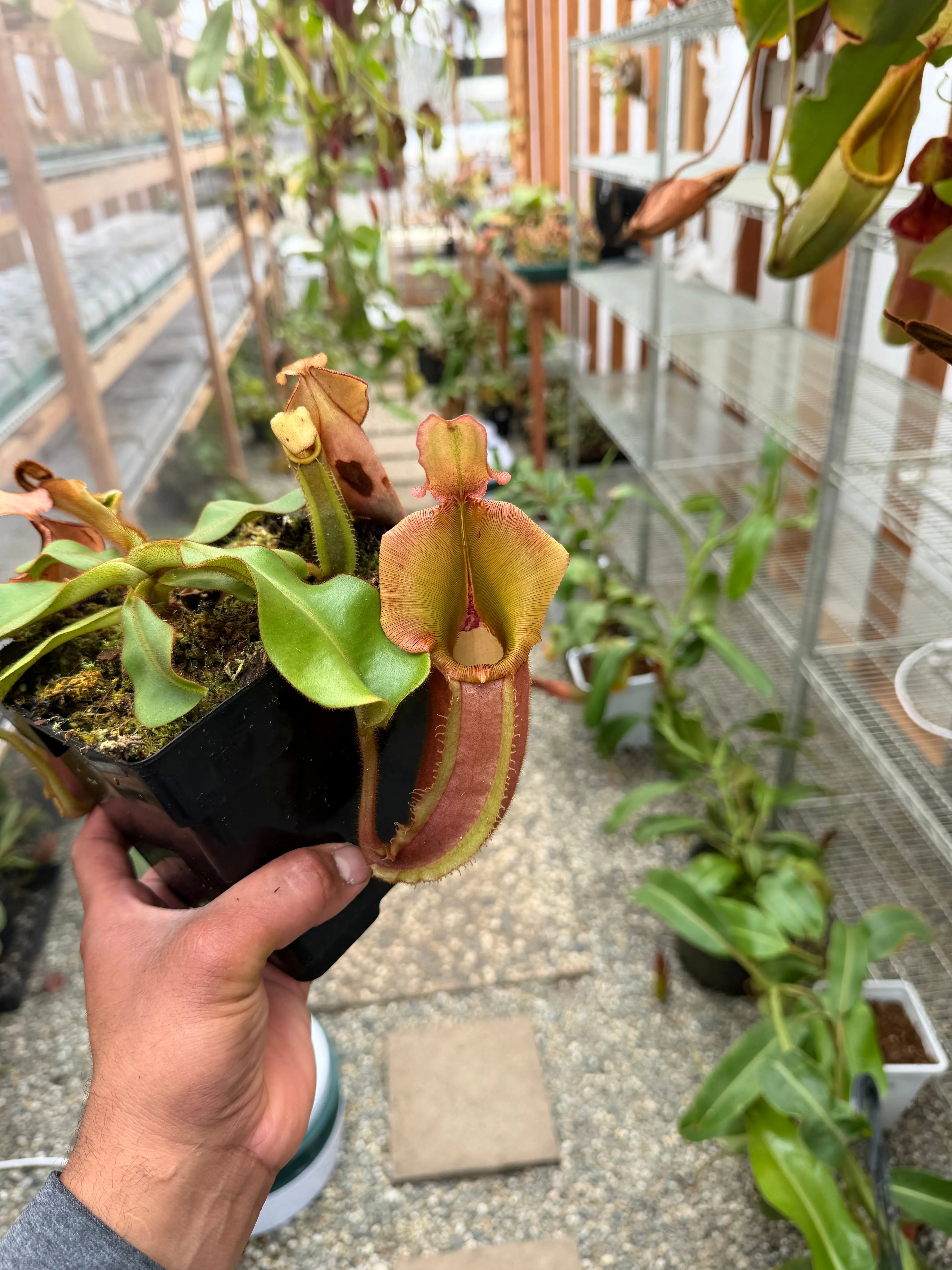 Nepenthes veitchii bareo female (rooted basal) PDF Carnivores