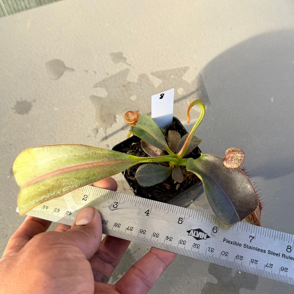 Nepenthes (platy x Bosch) x veitchii (murud striped x candy) PDF_C-0005 #8