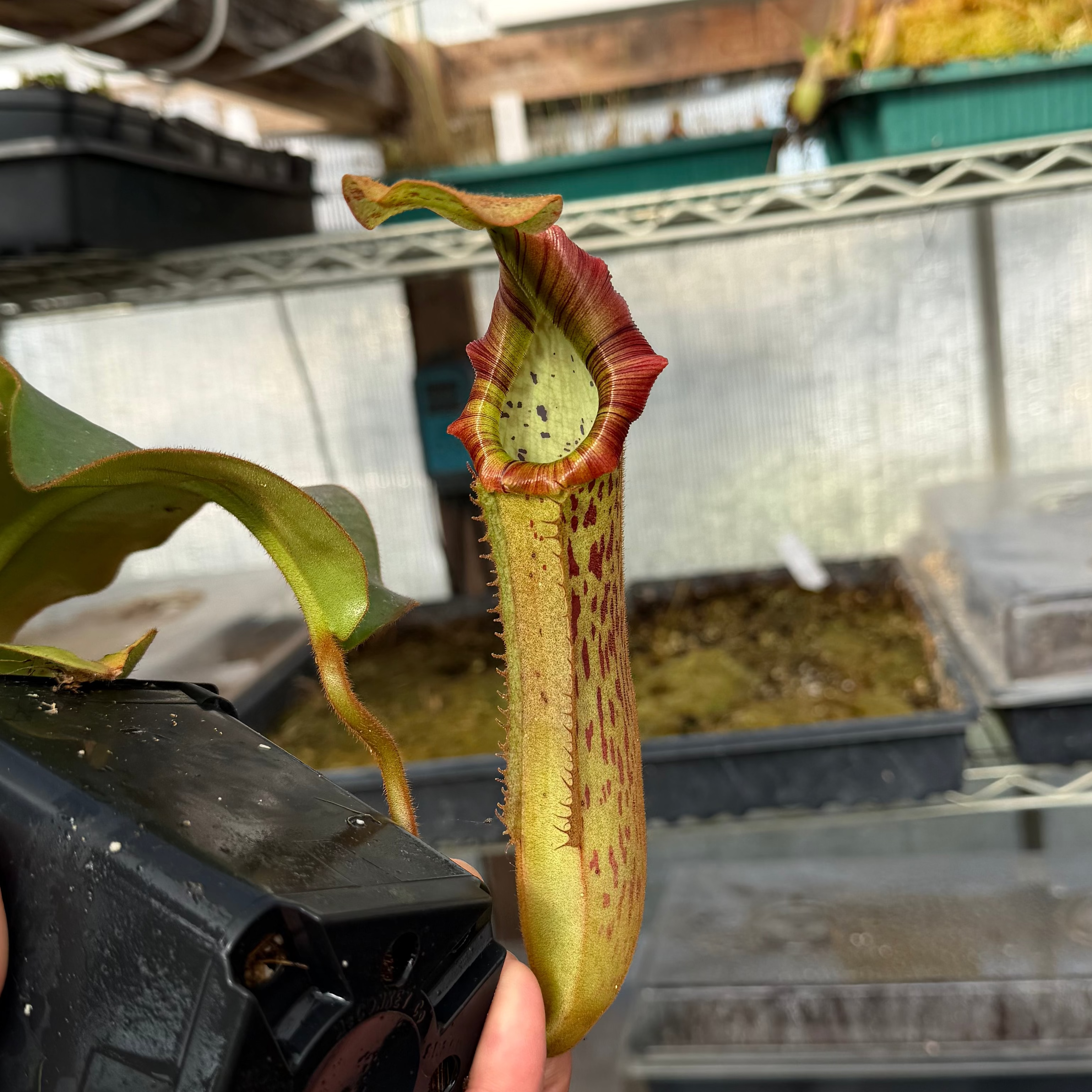 Nepenthes (platy x Bosch) x veitchii (murud striped x candy) PDF_C-0005 #2