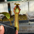 Nepenthes (platy x Bosch) x veitchii (murud striped x candy) PDF_C-0005 #2