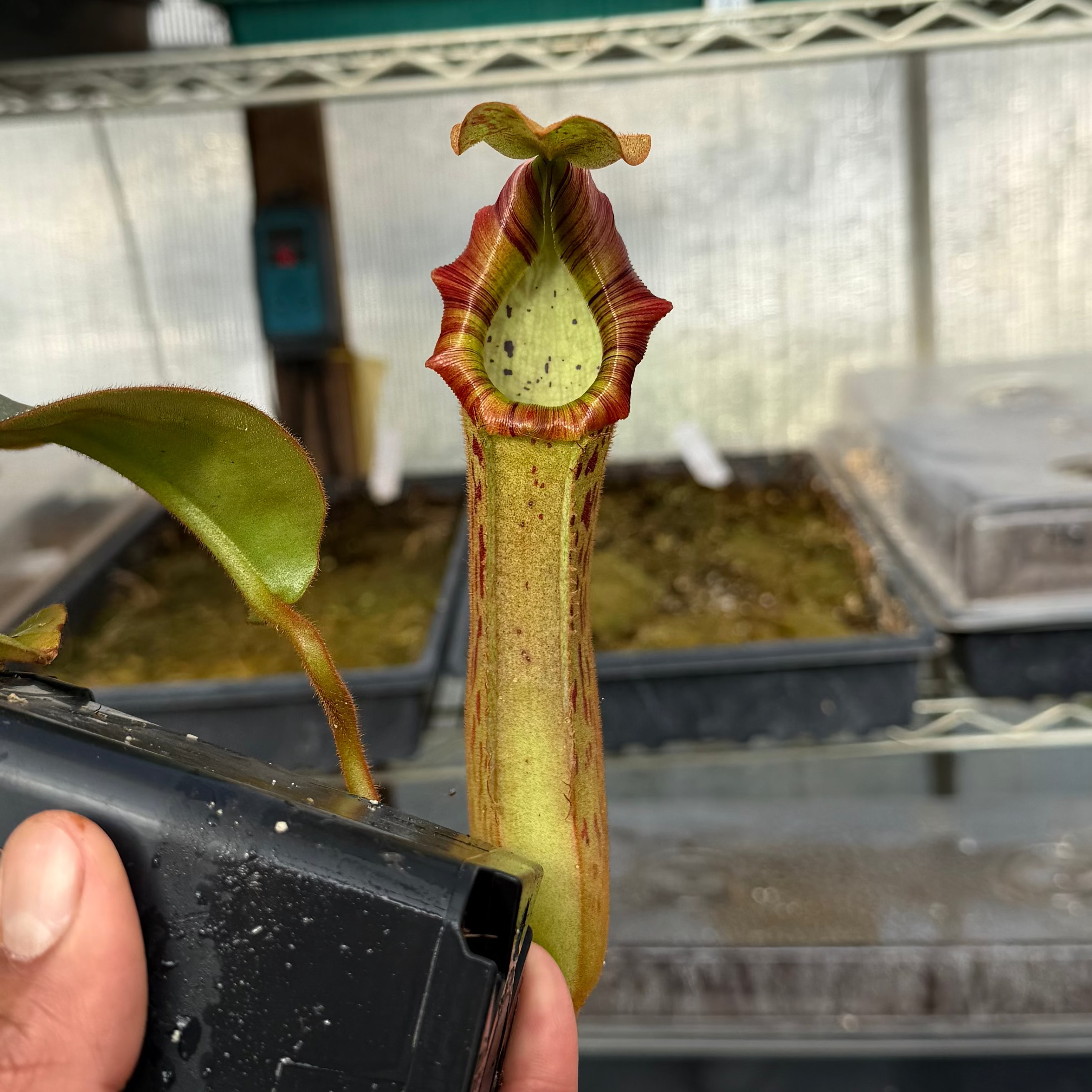 Nepenthes (platy x Bosch) x veitchii (murud striped x candy) PDF_C-0005 #2