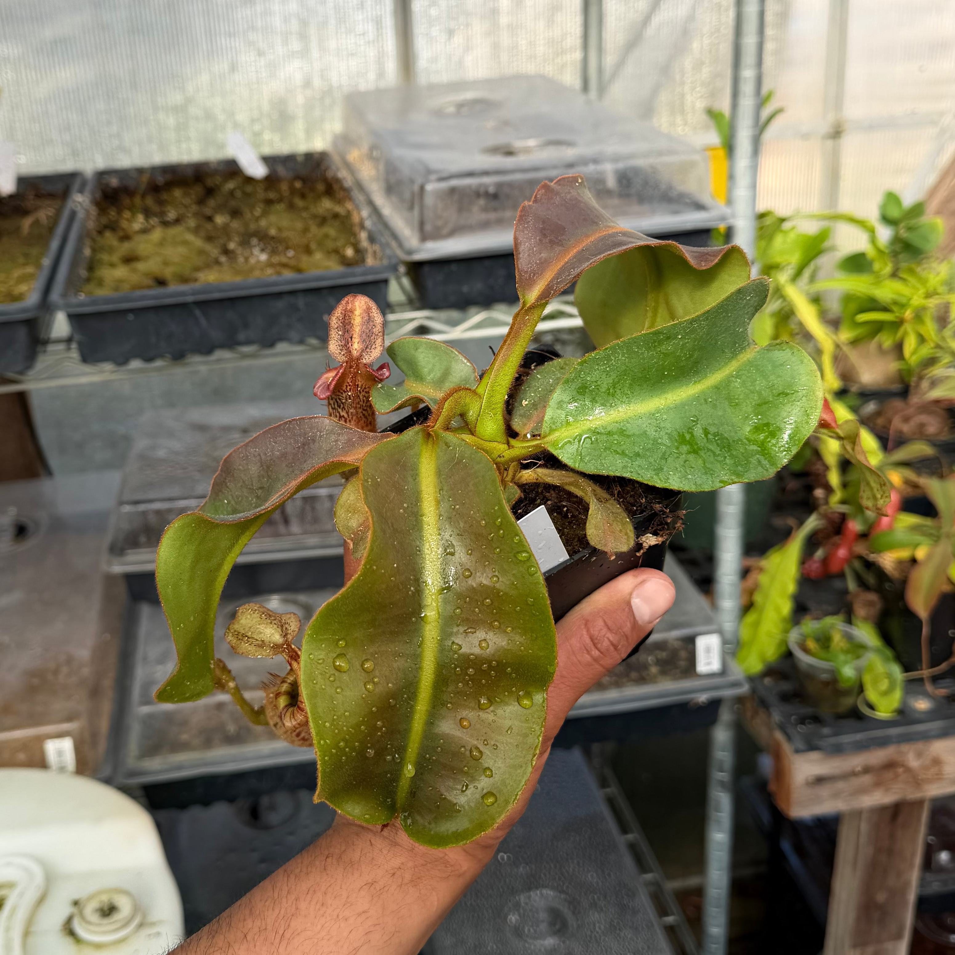 Nepenthes (platy x Bosch) x veitchii (murud striped x candy) PDF_C-0005 #2