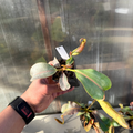 Nepenthes (platy x Bosch) x veitchii (murud striped x candy) PDF_C-0005 #3
