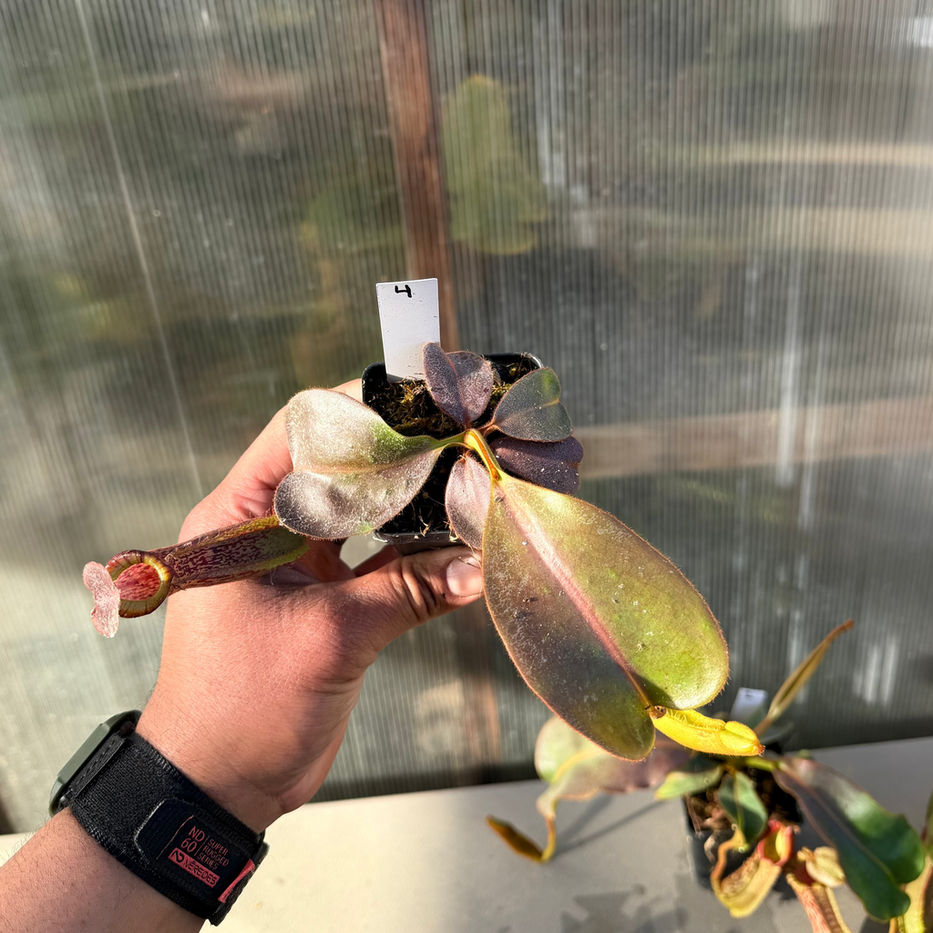 Nepenthes (platy x Bosch) x veitchii (murud striped x candy) PDF_C-0005 #4