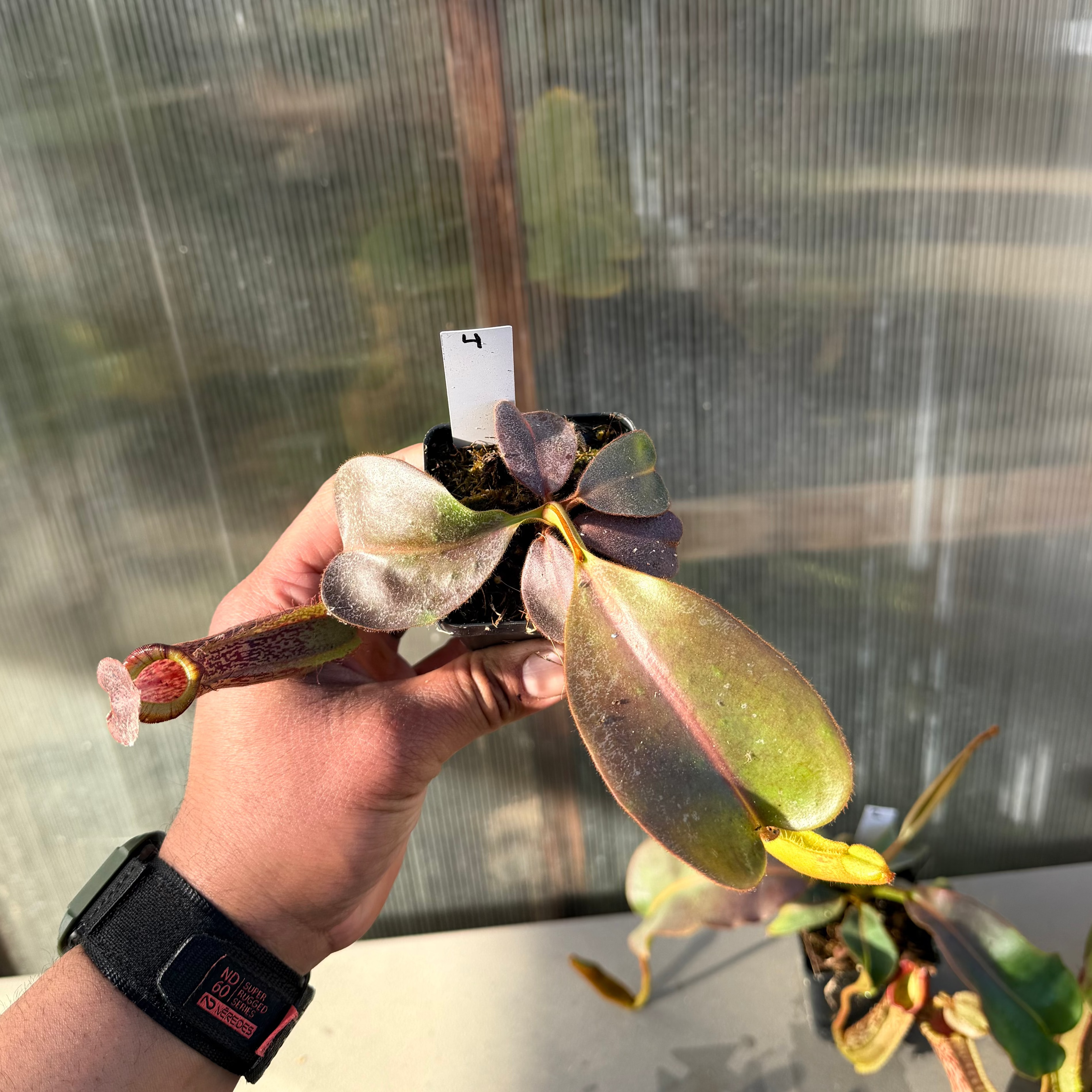 Nepenthes (platy x Bosch) x veitchii (murud striped x candy) PDF_C-0005 #4
