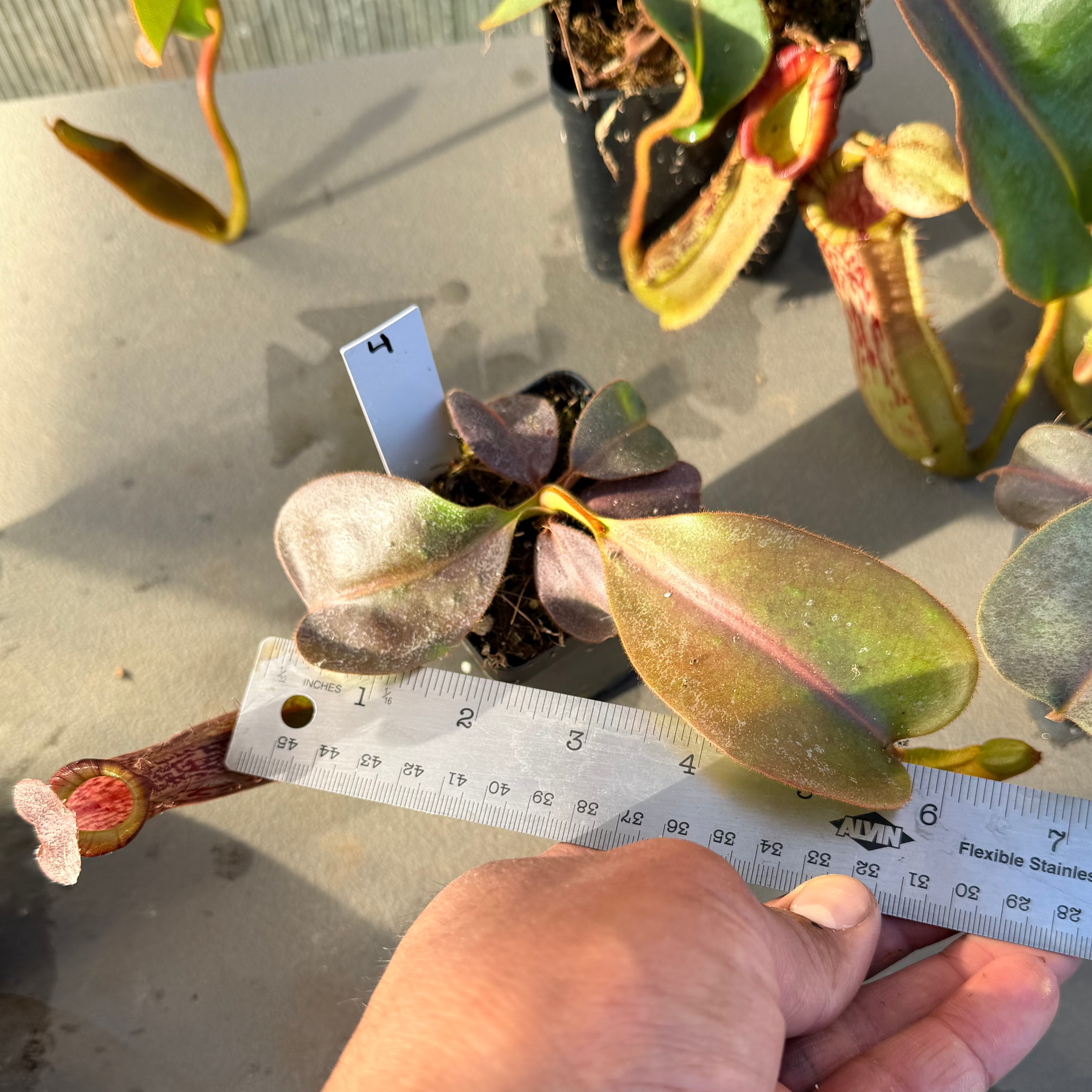 Nepenthes (platy x Bosch) x veitchii (murud striped x candy) PDF_C-0005 #4