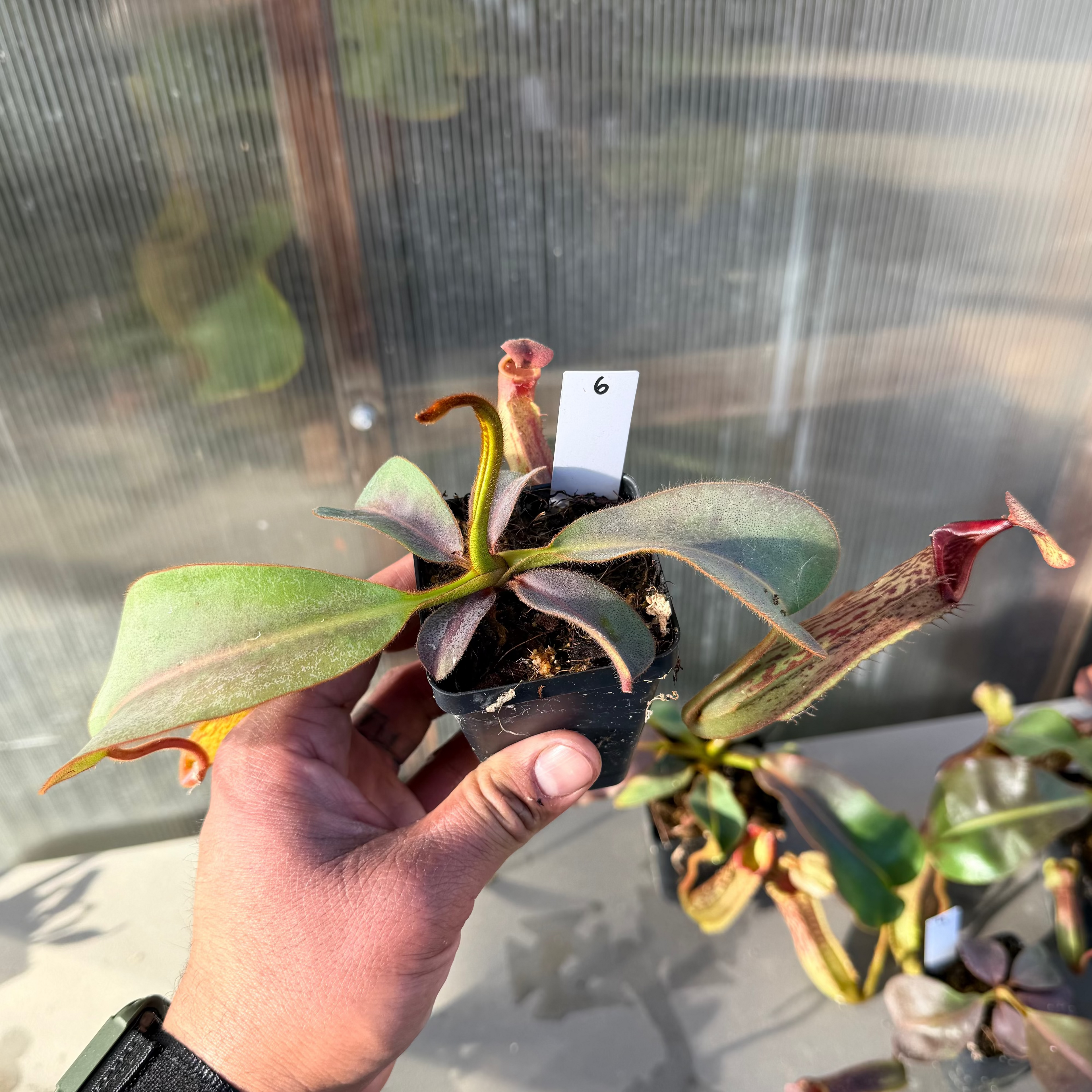 Nepenthes (platy x Bosch) x veitchii (murud striped x candy) PDF_C-0005 #6