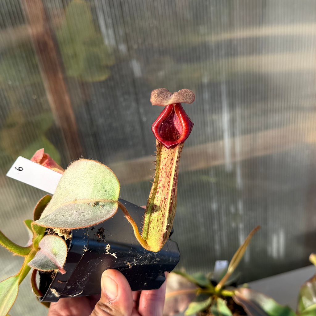 Nepenthes (platy x Bosch) x veitchii (murud striped x candy) PDF_C-0005 #6