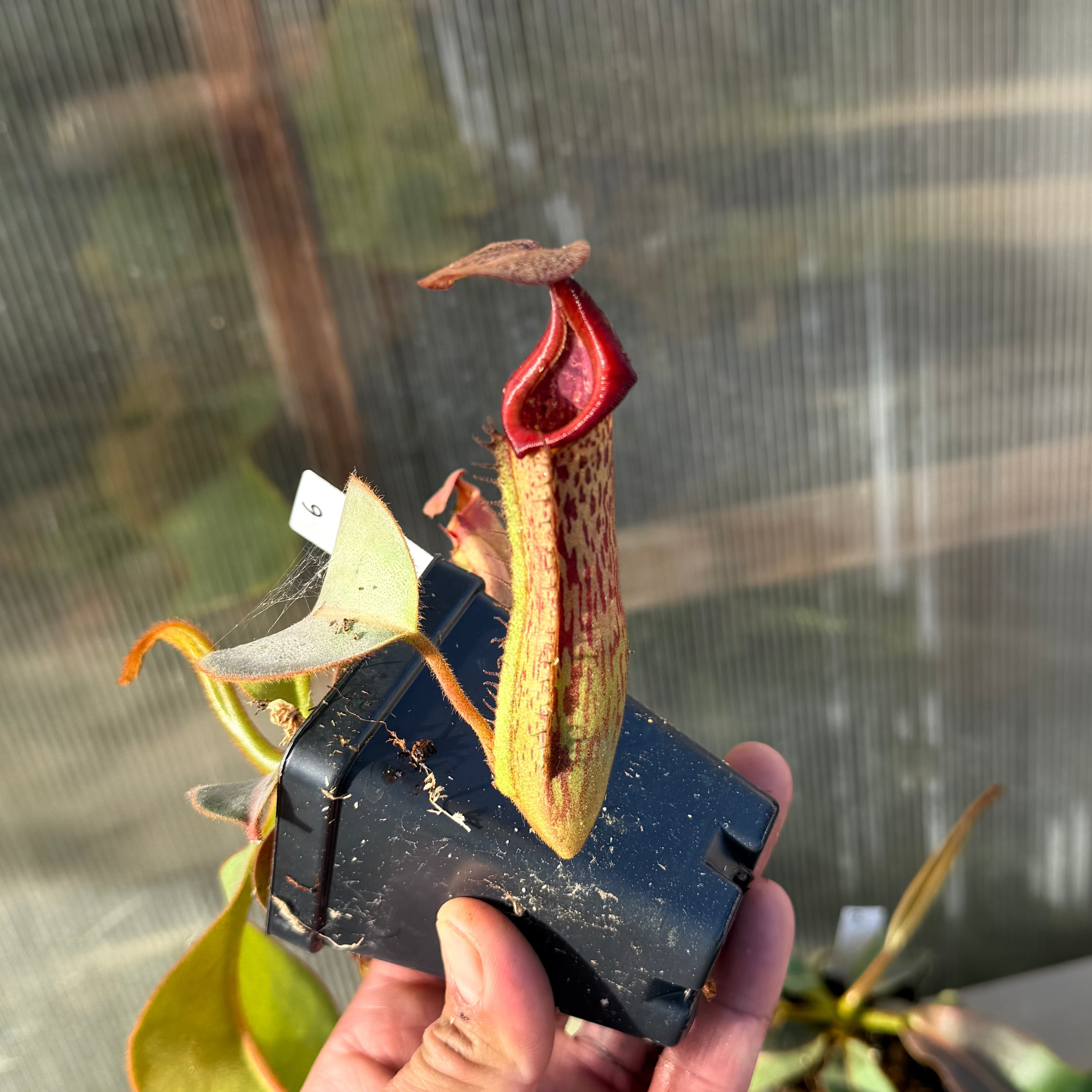 Nepenthes (platy x Bosch) x veitchii (murud striped x candy) PDF_C-0005 #6
