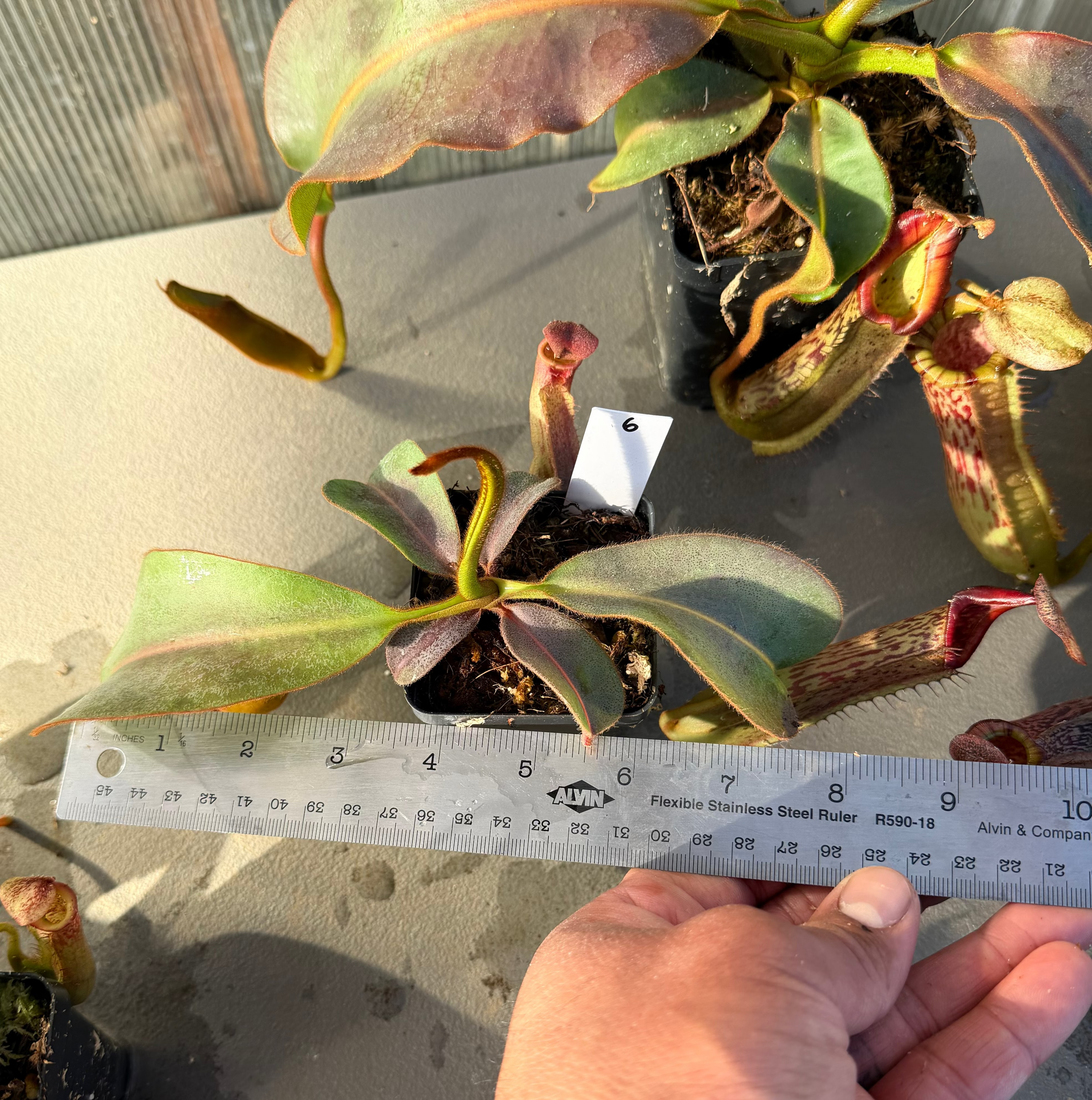 Nepenthes (platy x Bosch) x veitchii (murud striped x candy) PDF_C-0005 #6