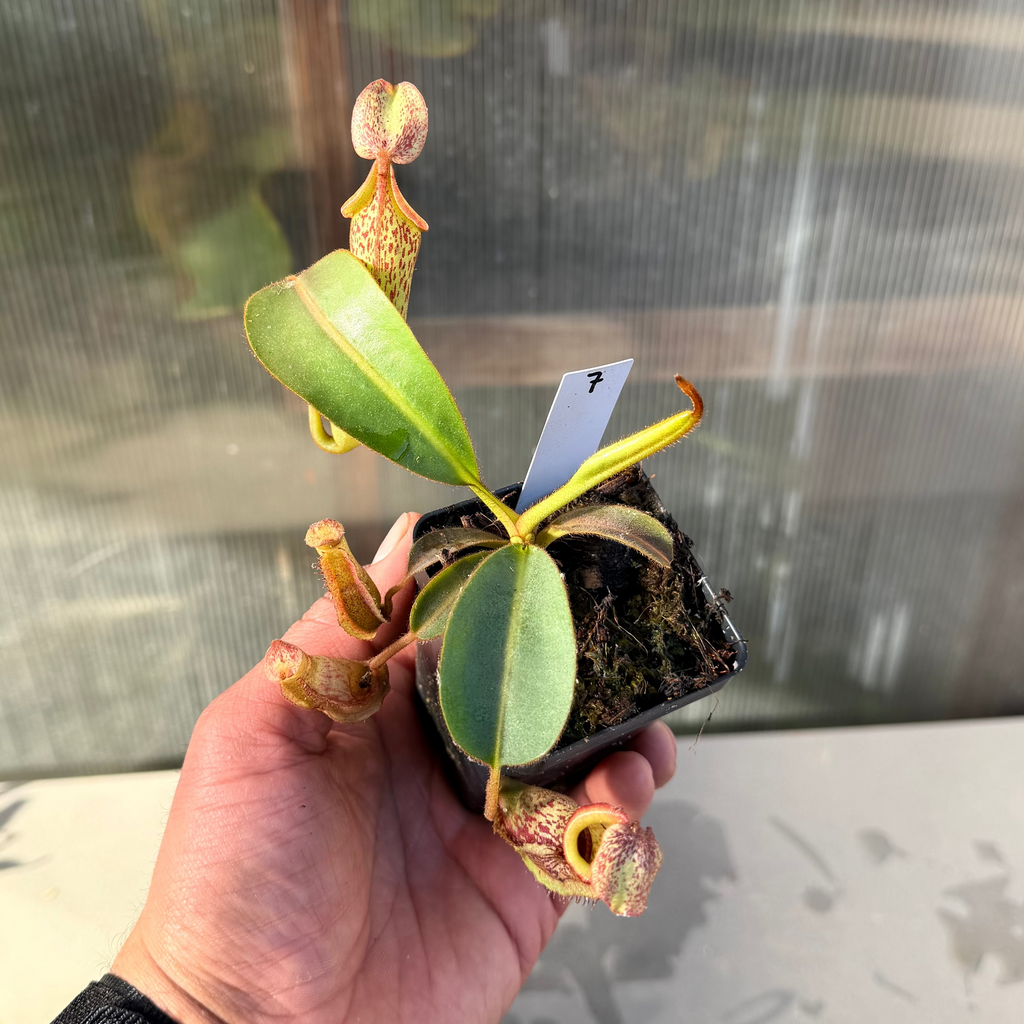 Nepenthes (platy x Bosch) x veitchii (murud striped x candy) PDF_C-0005 #7