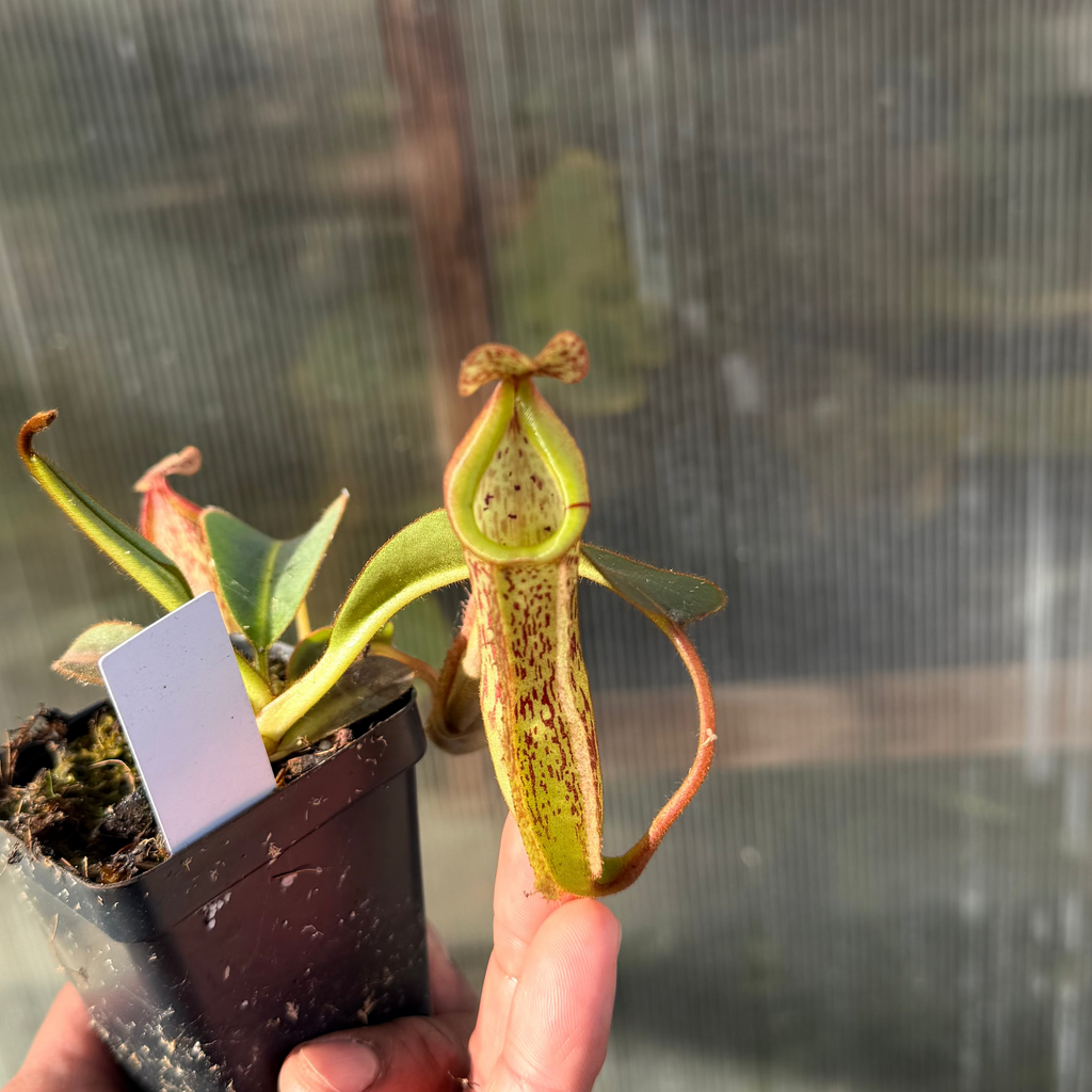 Nepenthes (platy x Bosch) x veitchii (murud striped x candy) PDF_C-0005 #7