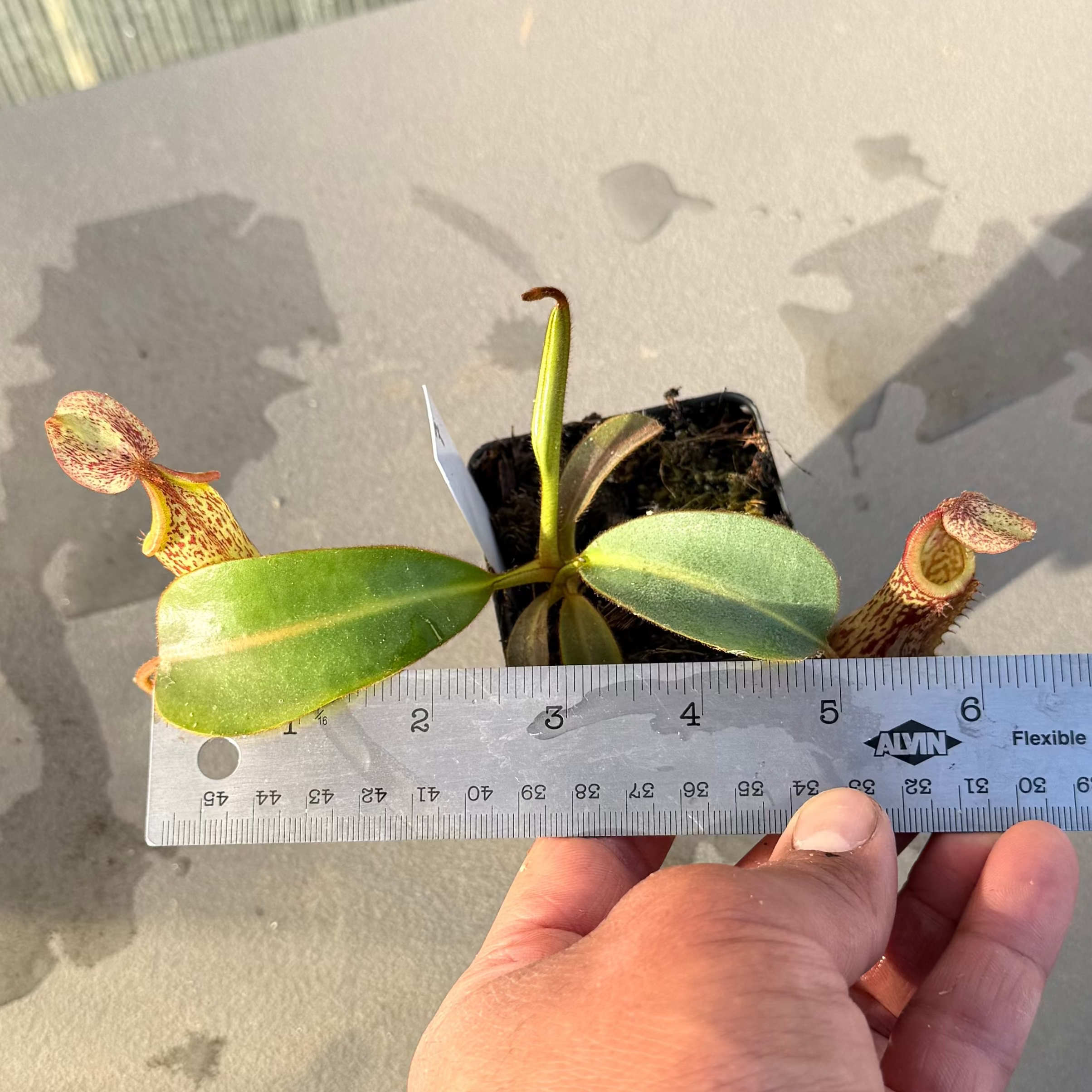 Nepenthes (platy x Bosch) x veitchii (murud striped x candy) PDF_C-0005 #7