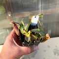 Nepenthes (platy x Bosch) x veitchii (murud striped x candy) PDF_C-0005 #8