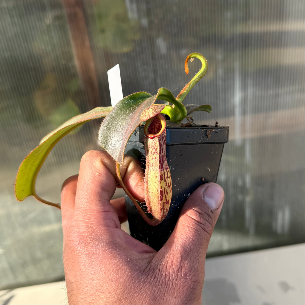 Nepenthes (platy x Bosch) x veitchii (murud striped x candy) PDF_C-0005 #8