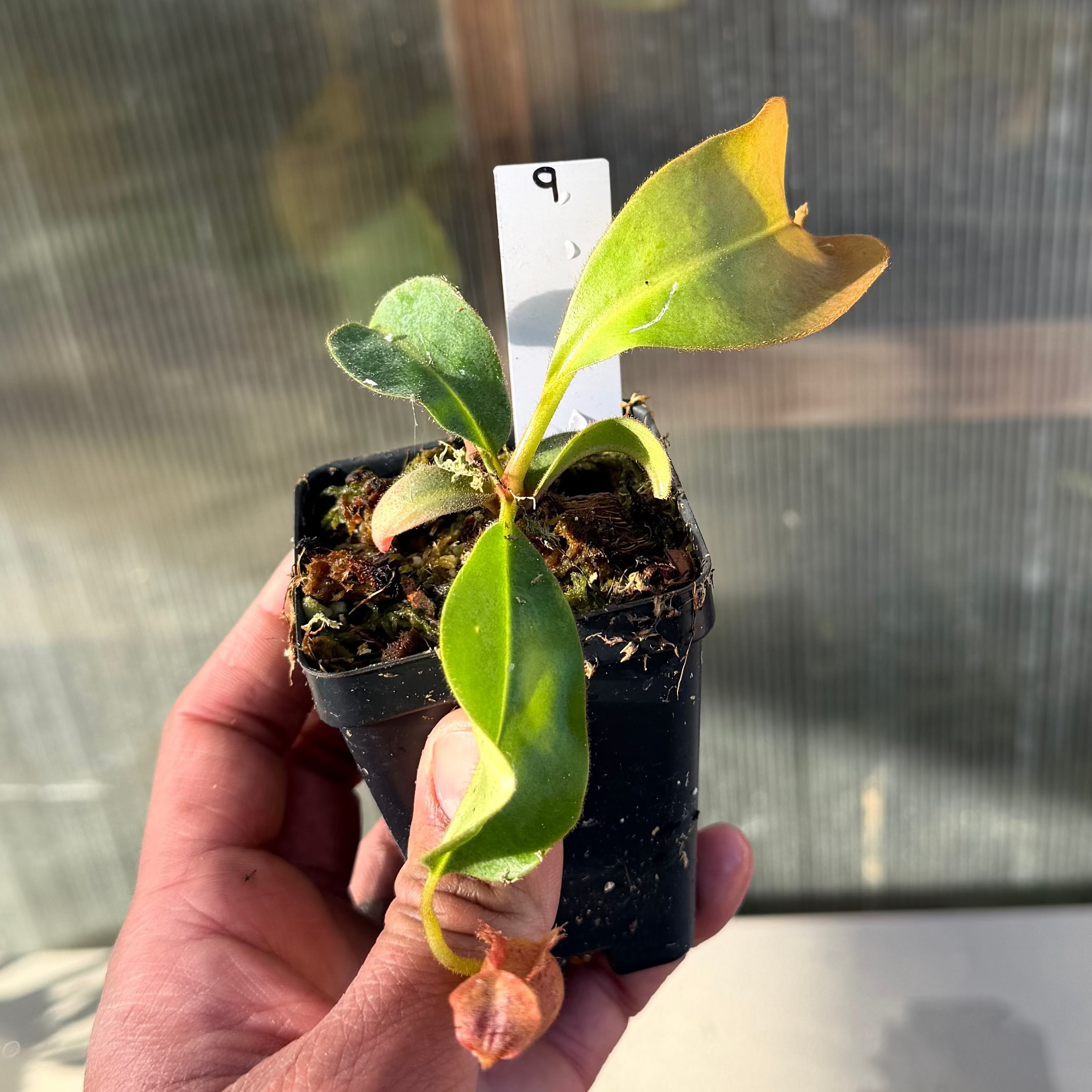 Nepenthes (platy x Bosch) x veitchii (murud striped x candy) PDF_C-0005 #9