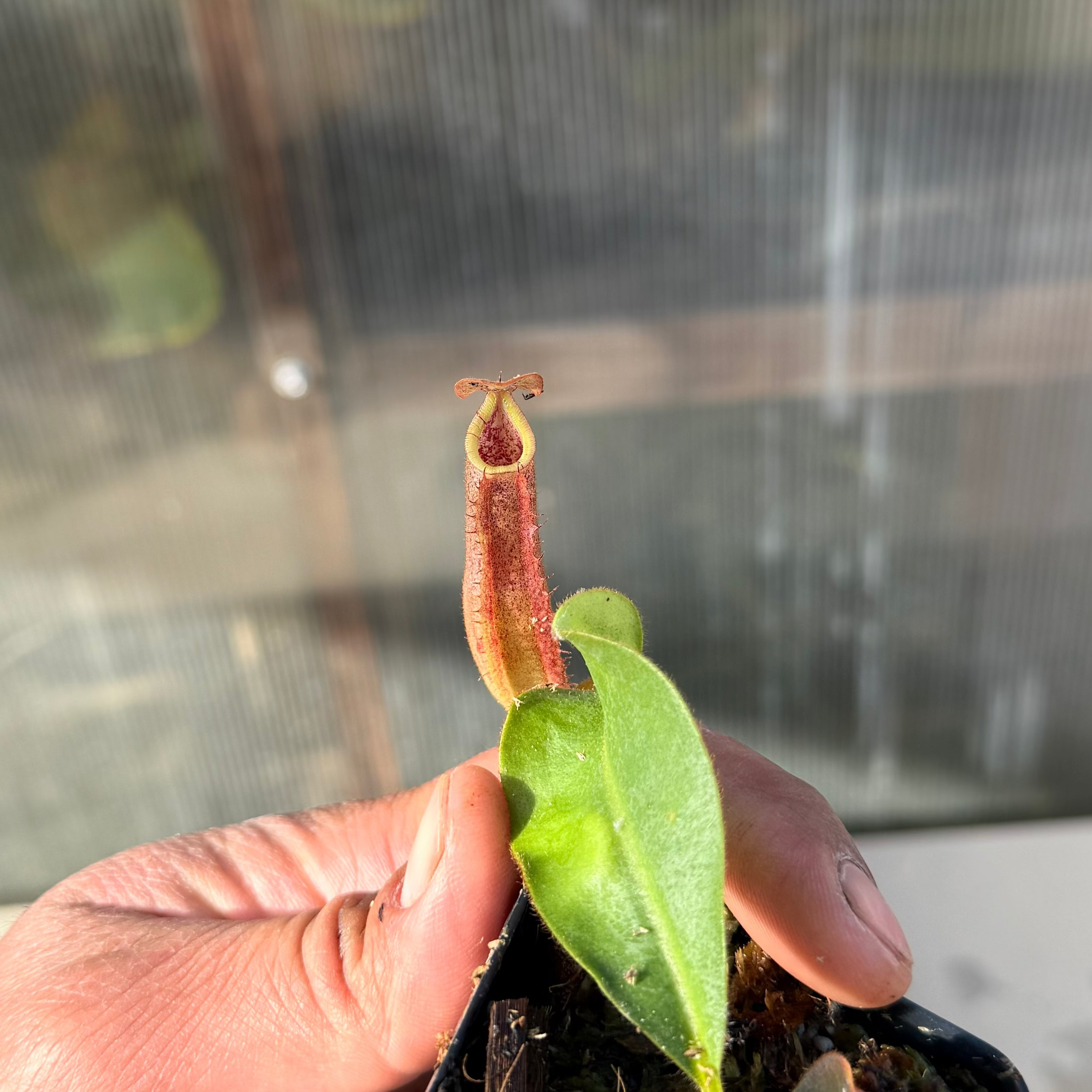 Nepenthes (platy x Bosch) x veitchii (murud striped x candy) PDF_C-0005 #9