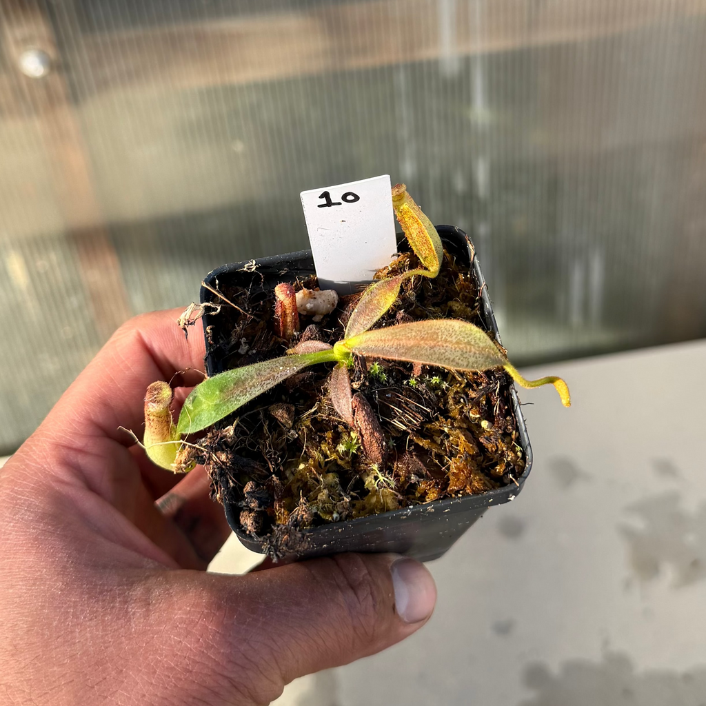 Nepenthes (platy x Bosch) x veitchii (murud striped x candy) PDF_C-0005 #10